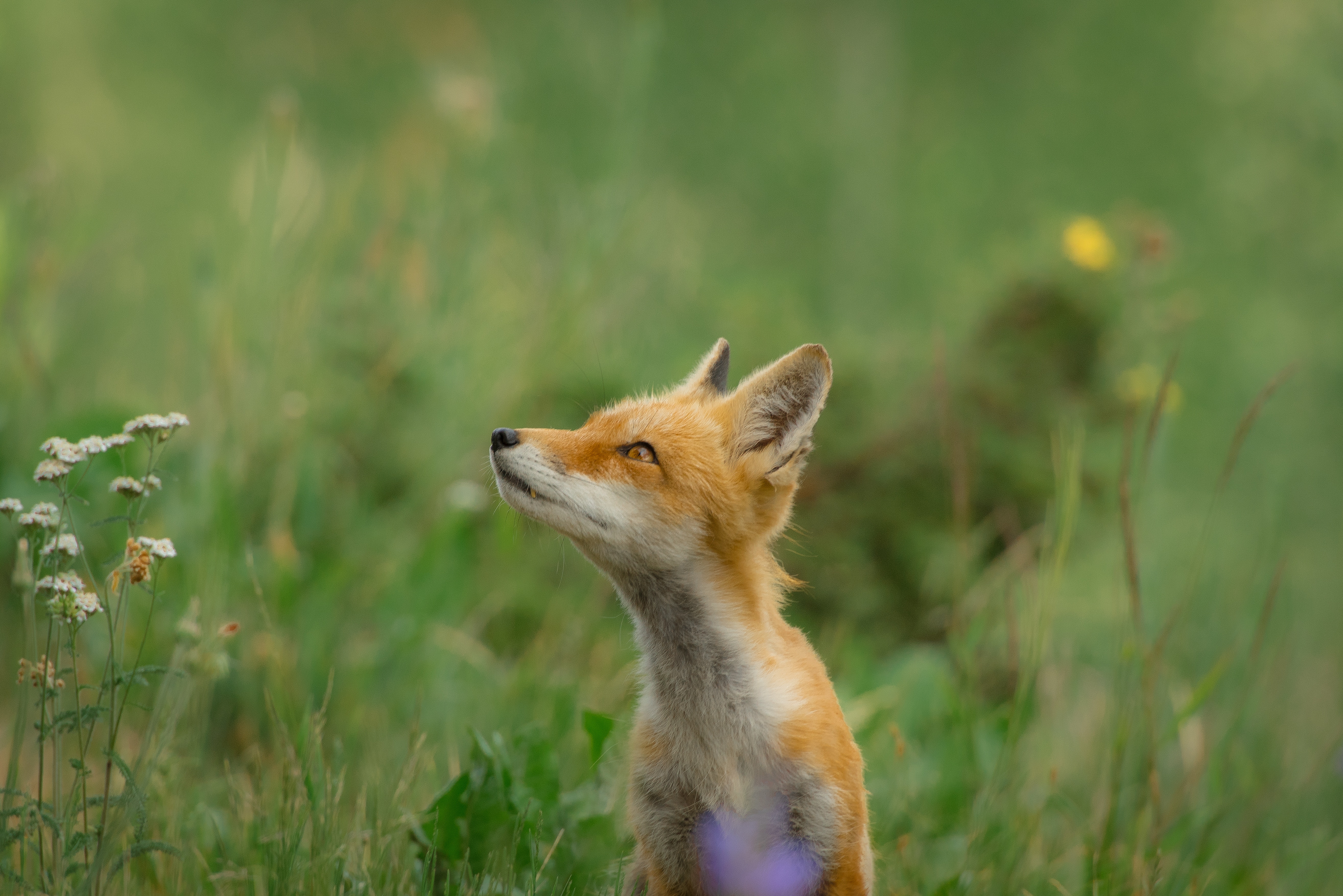 A cute fox cub looking up in a grassy field HD Wallpaper