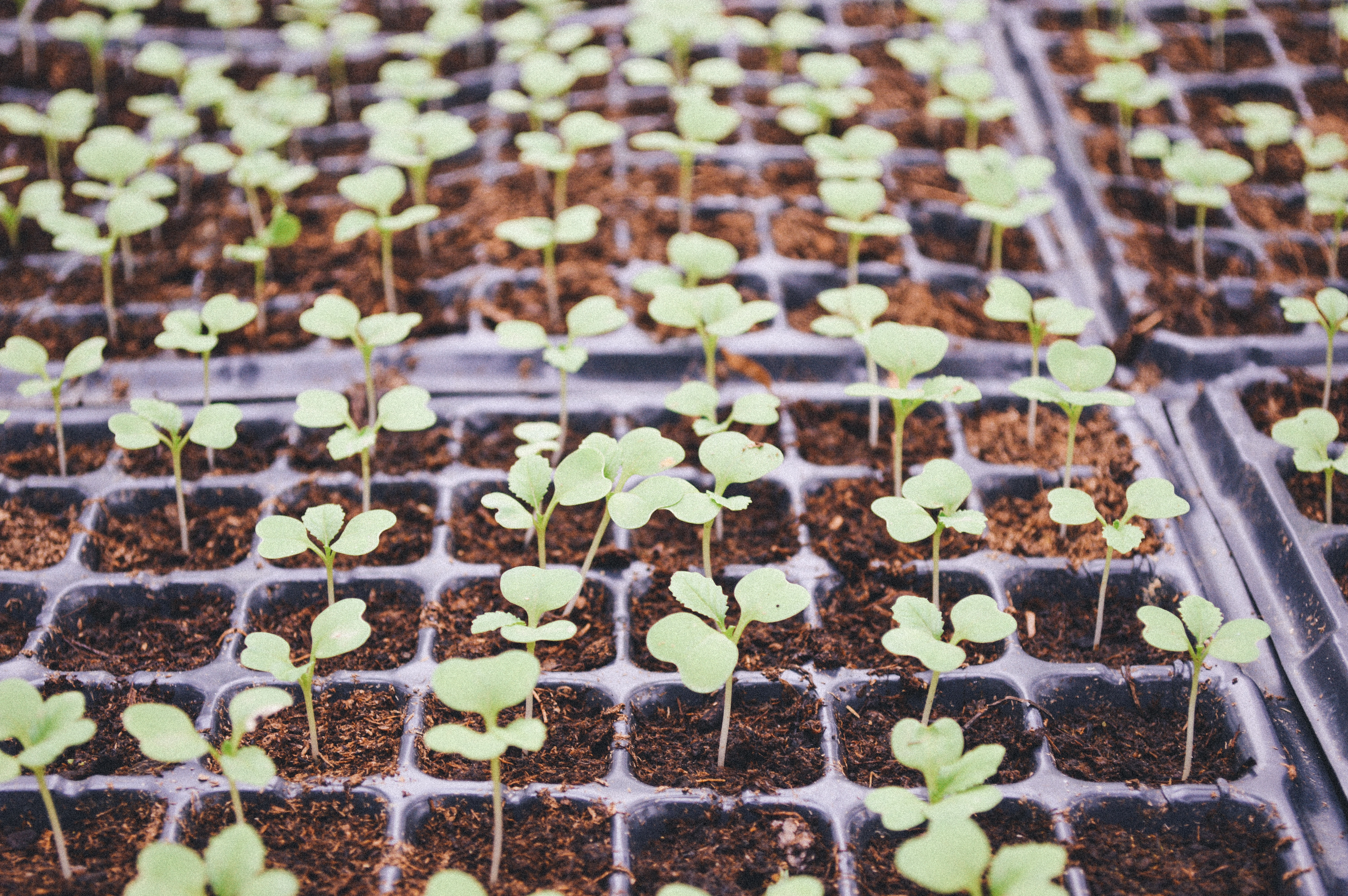 Seedlings growing in a greenhouse tray HD Wallpaper
