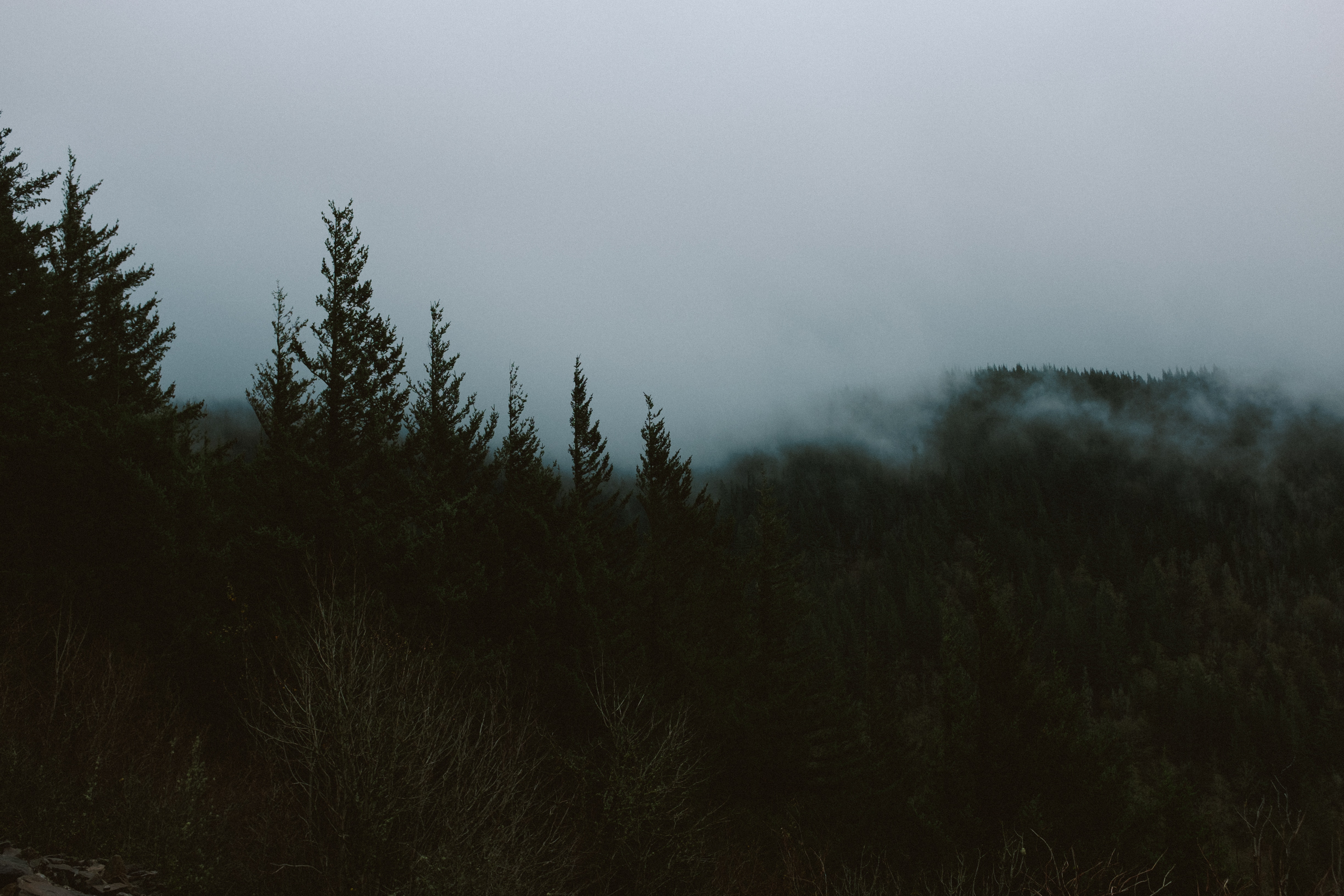 Dark foggy forest with mist HD Wallpaper