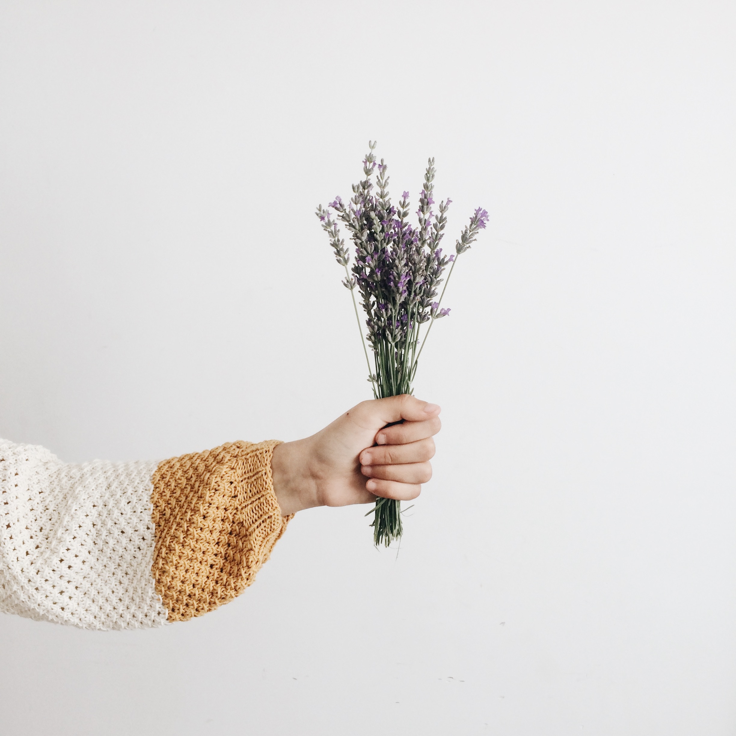 Hand holding a bouquet of lavender flowers HD Wallpaper