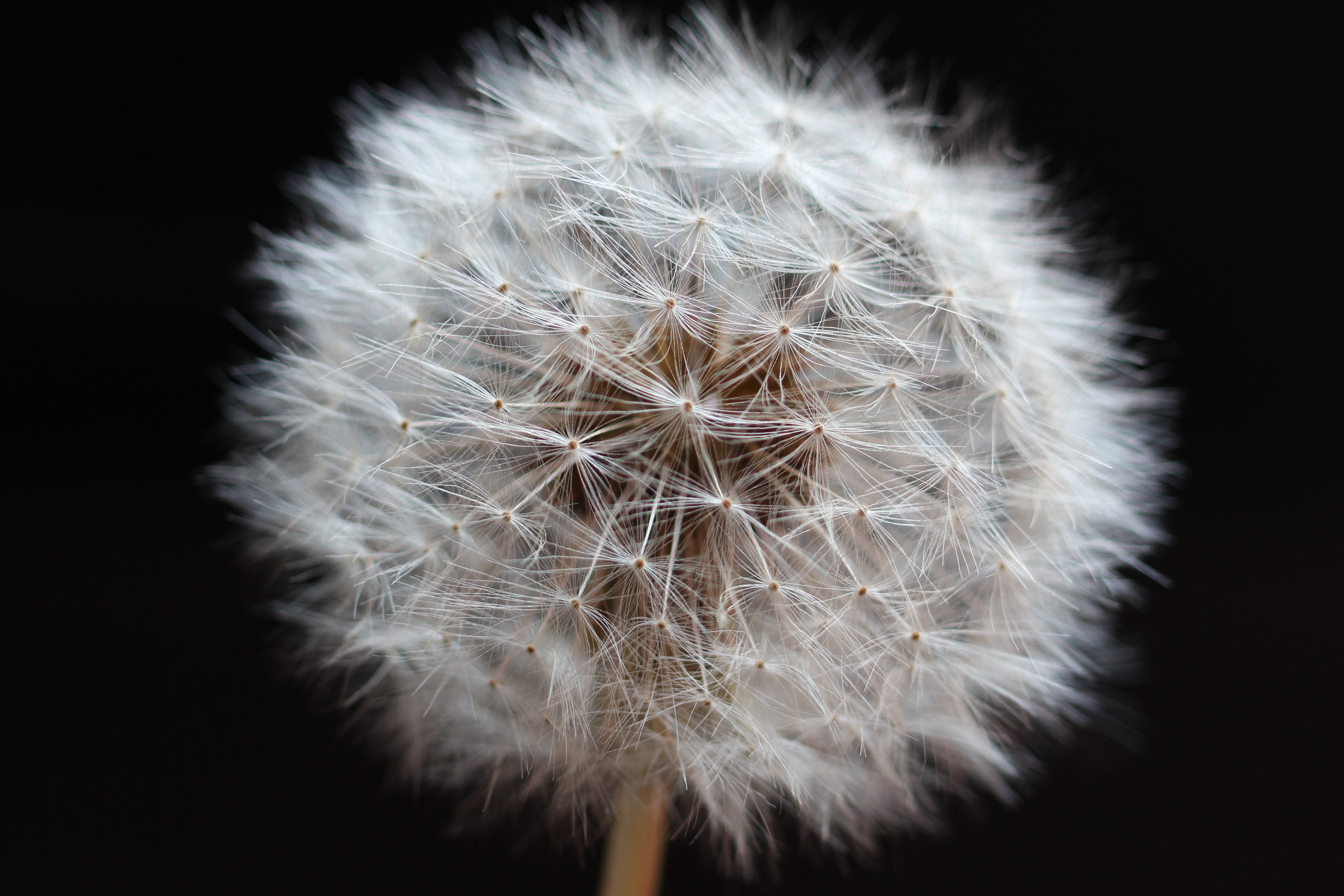 Close up of a dandelion seed head on black background HD Wallpaper