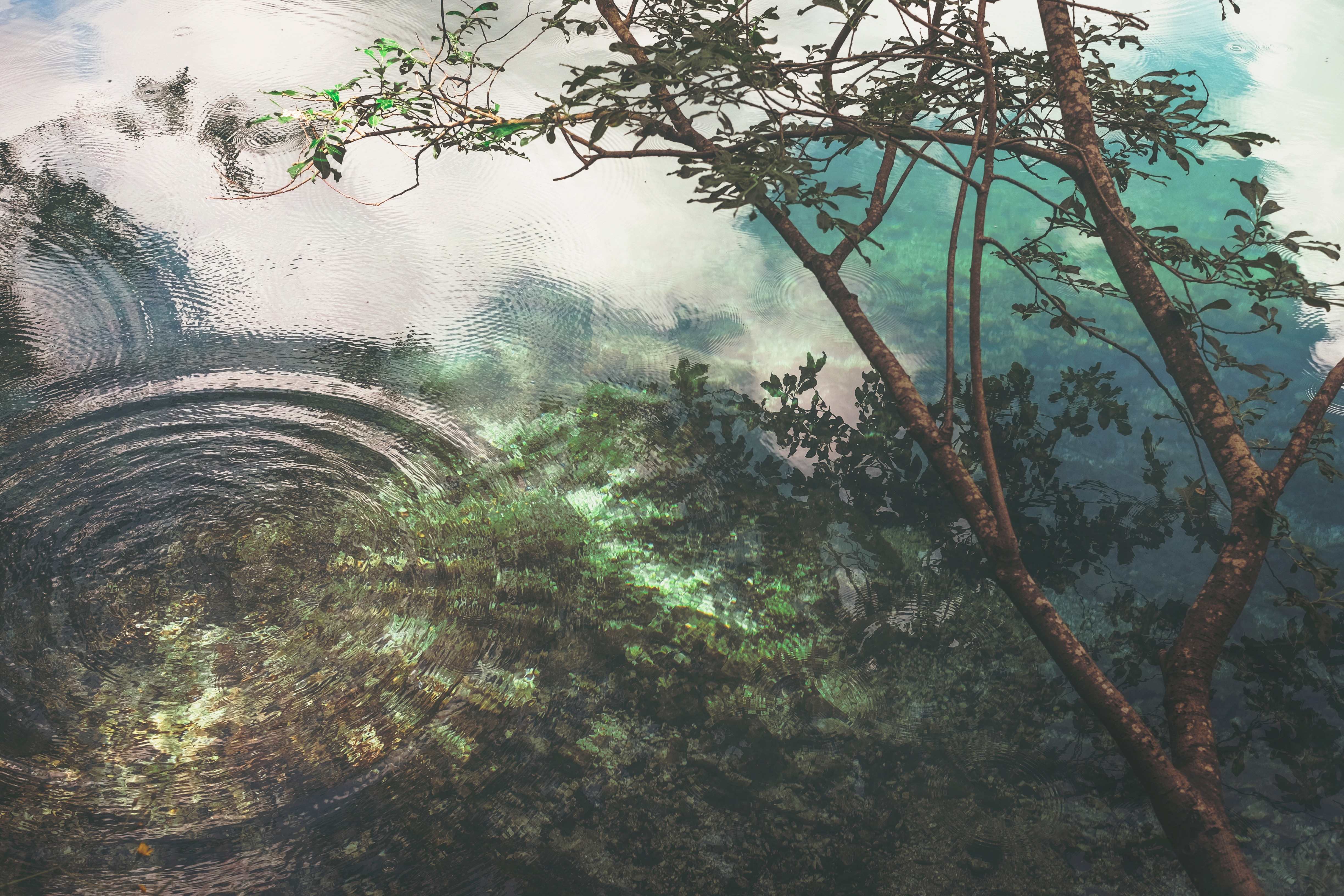 Tree branches reflected in rippling water with green foliage HD Wallpaper