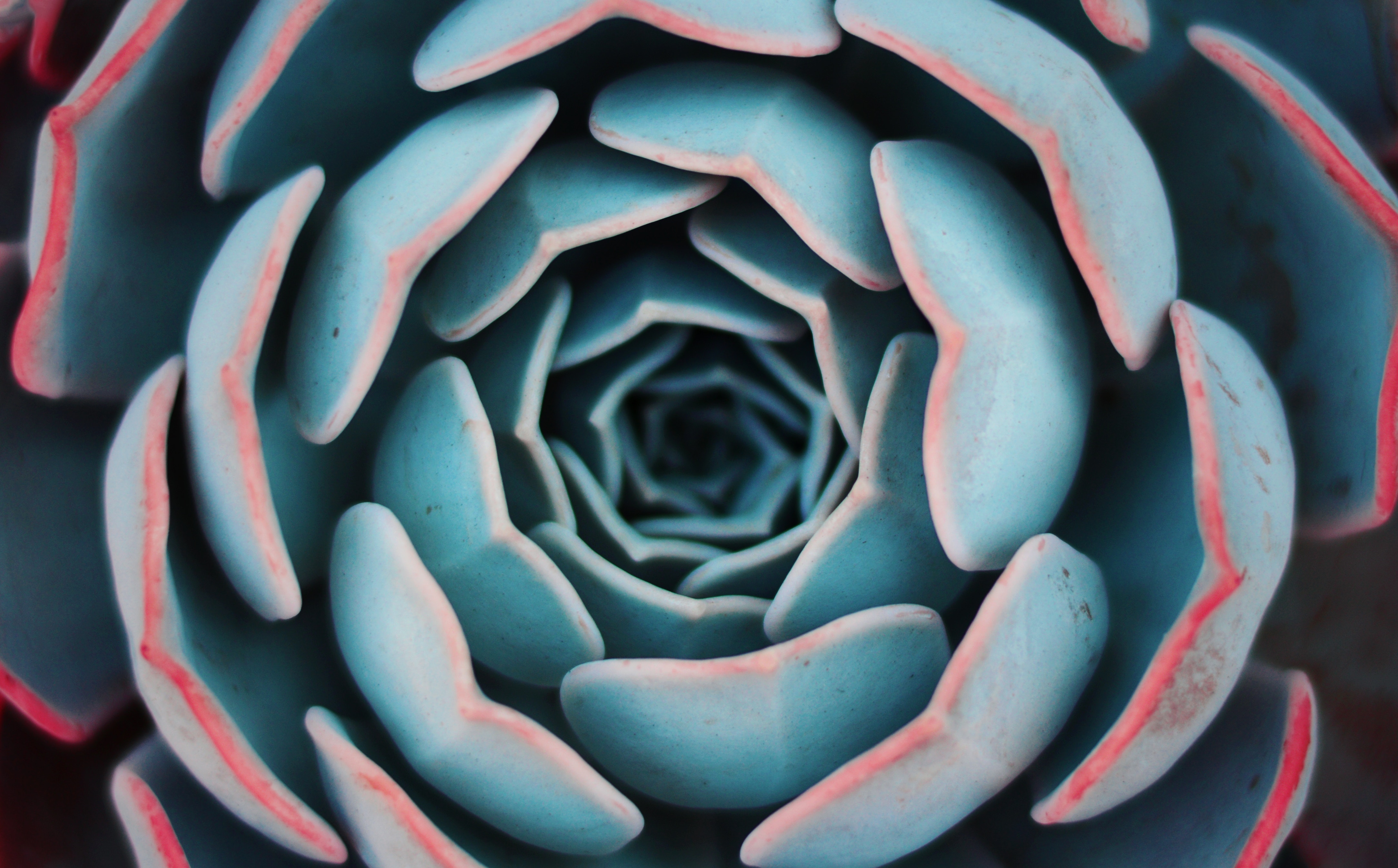 Close up of a blue succulent plant with red edges HD Wallpaper