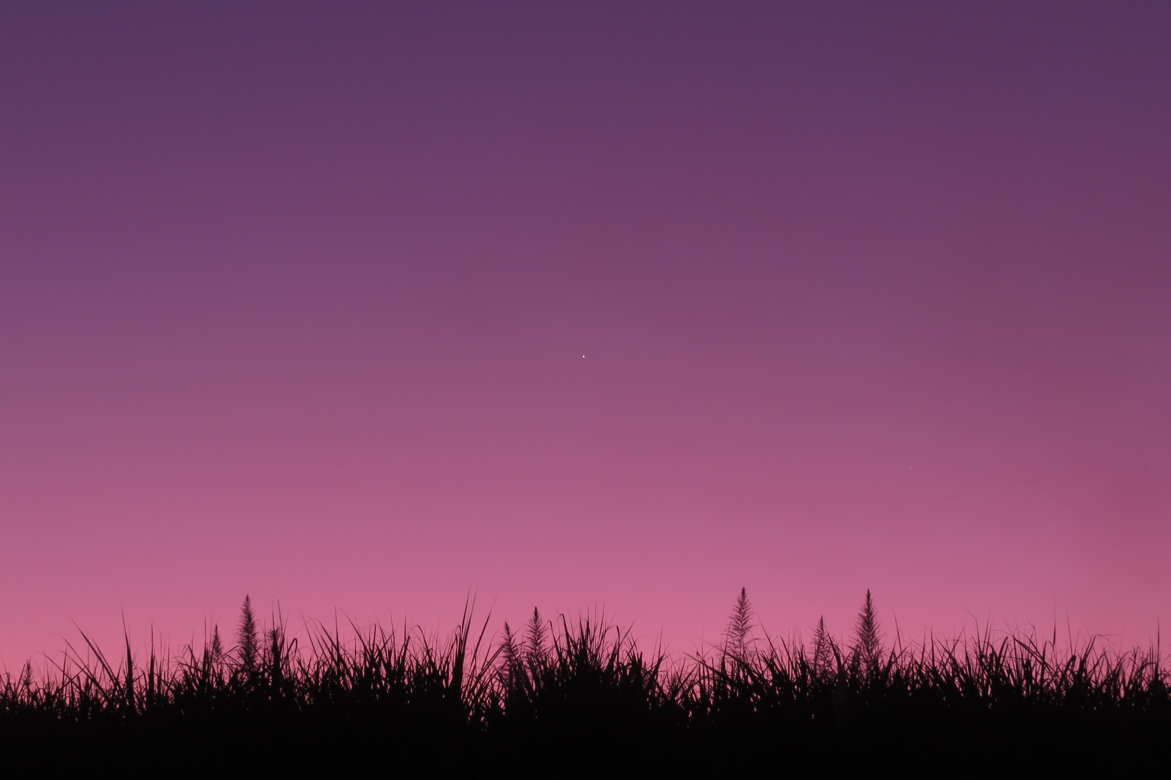 Silhouette of grass against a purple gradient sky with a star HD Wallpaper
