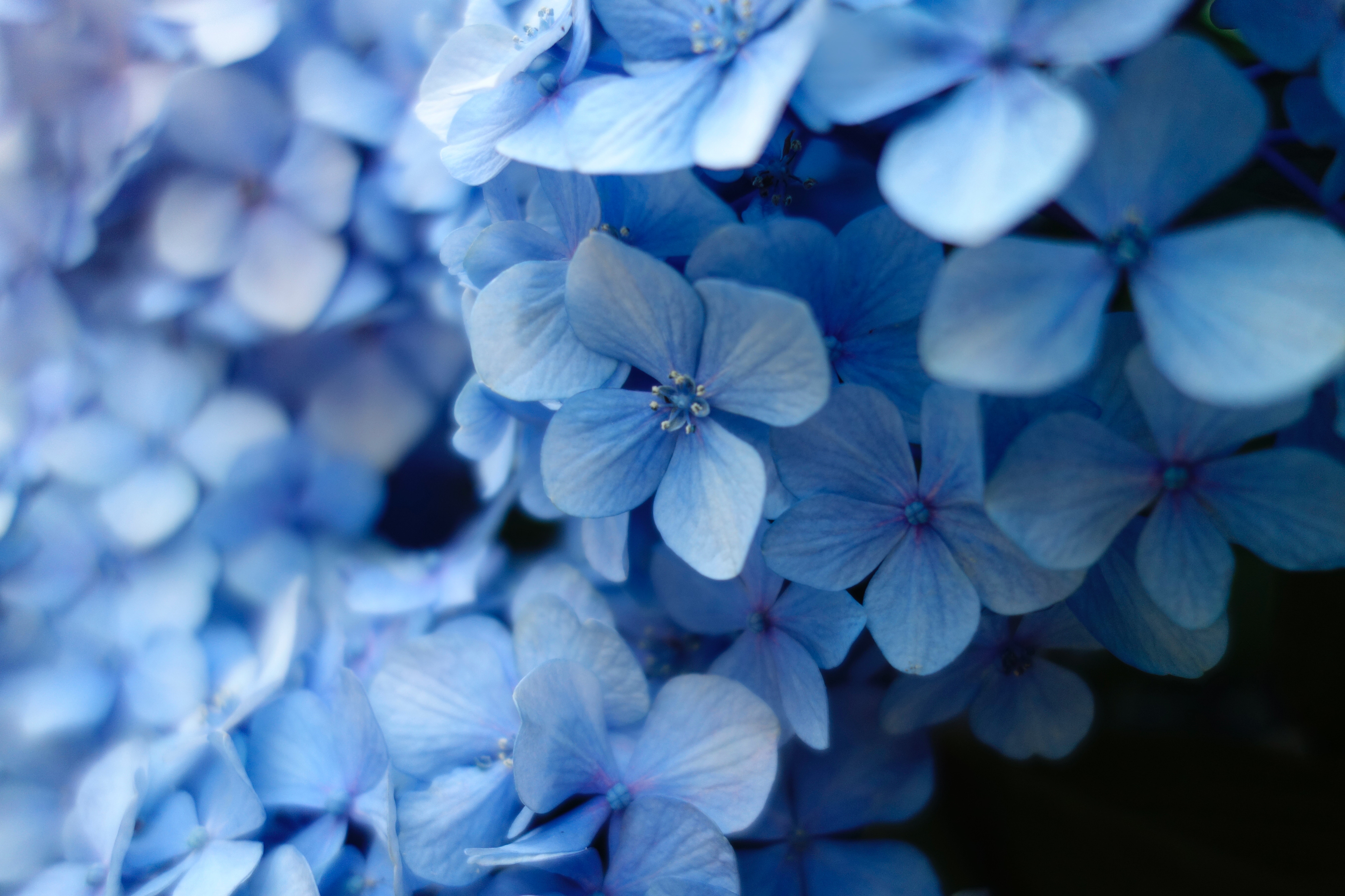 Close-up of blue hydrangea flowers HD Wallpaper