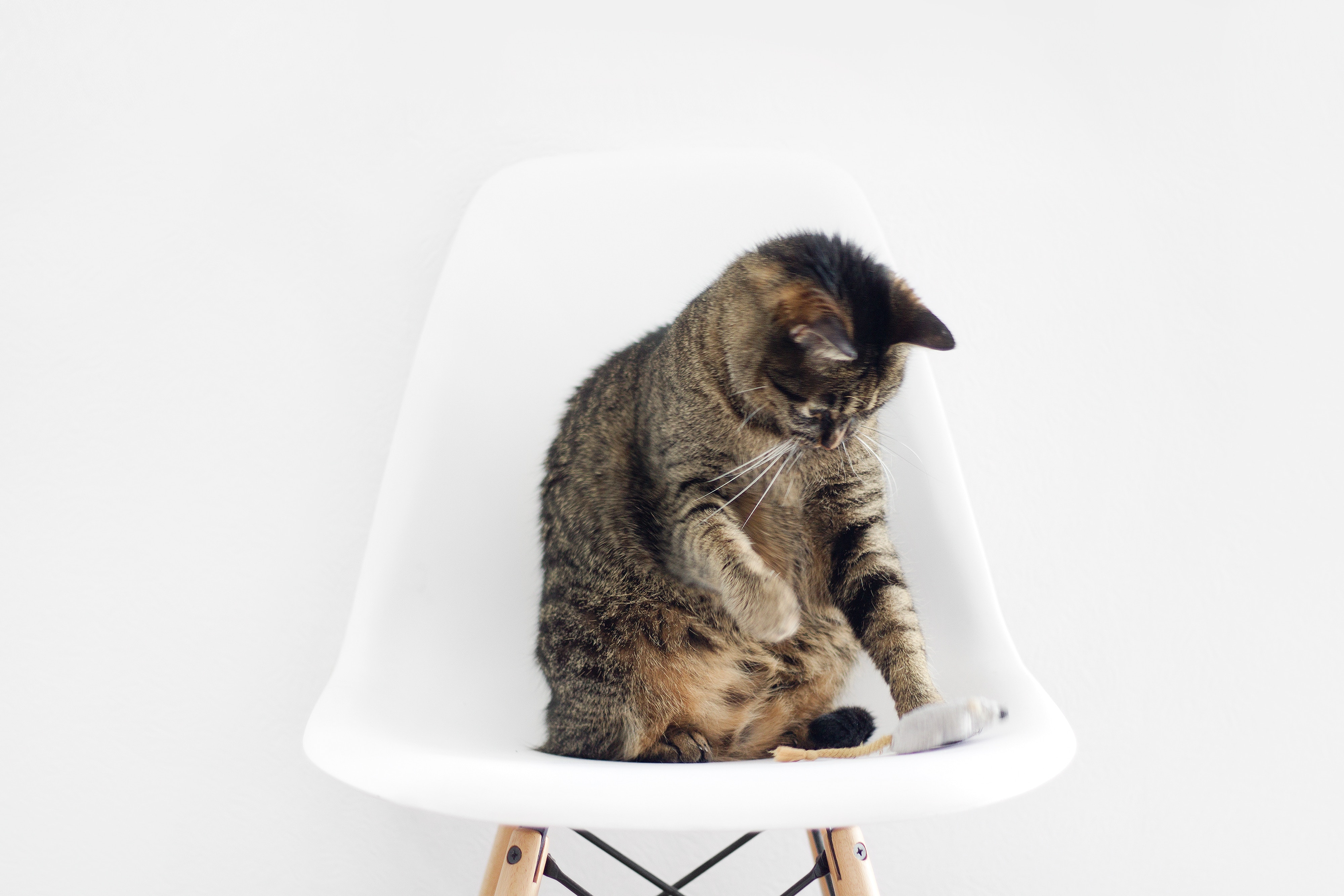 Tabby cat playing with a toy mouse on a white chair HD Wallpaper
