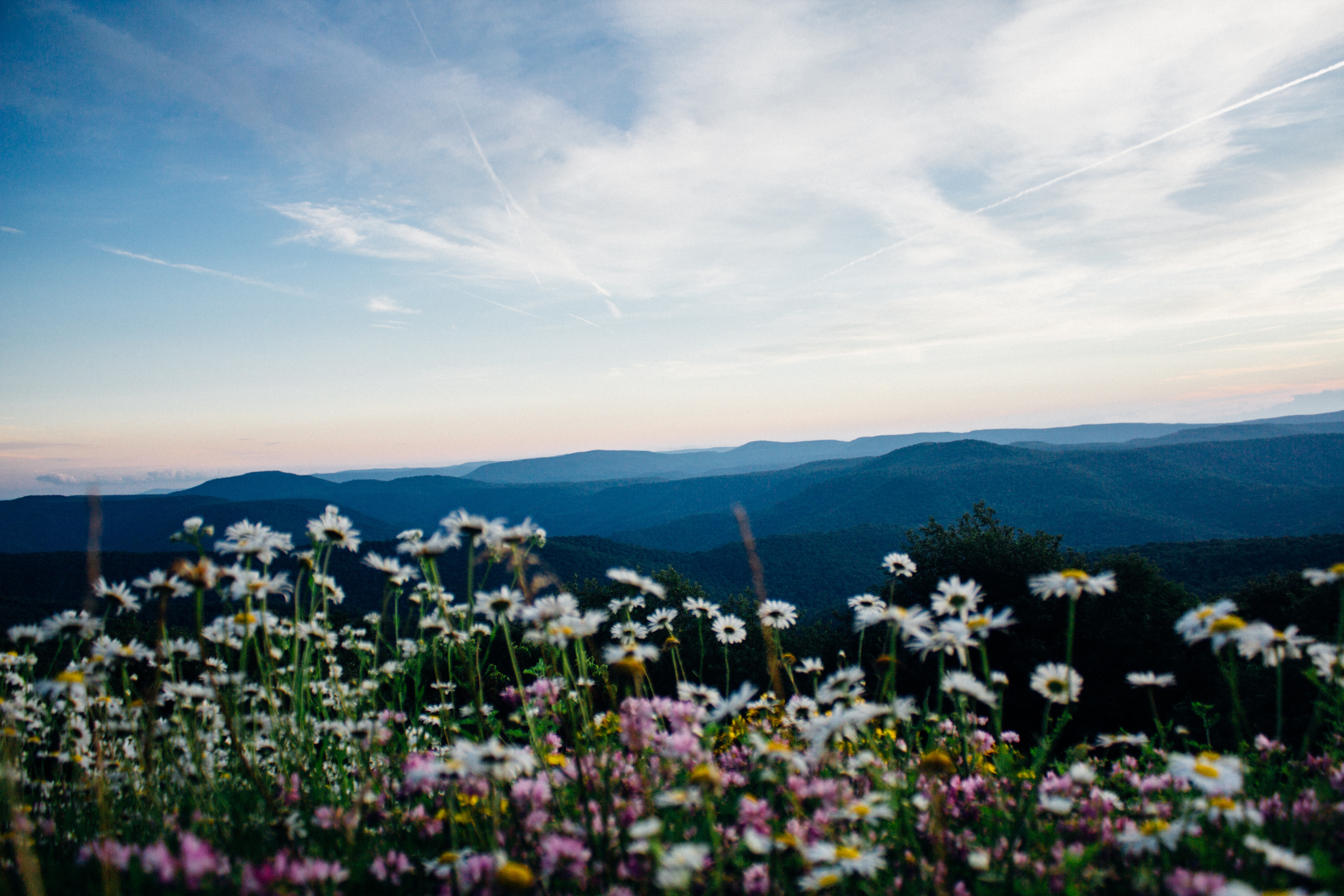 Wildflowers in Monongahela National Forest at Sunset HD Wallpaper