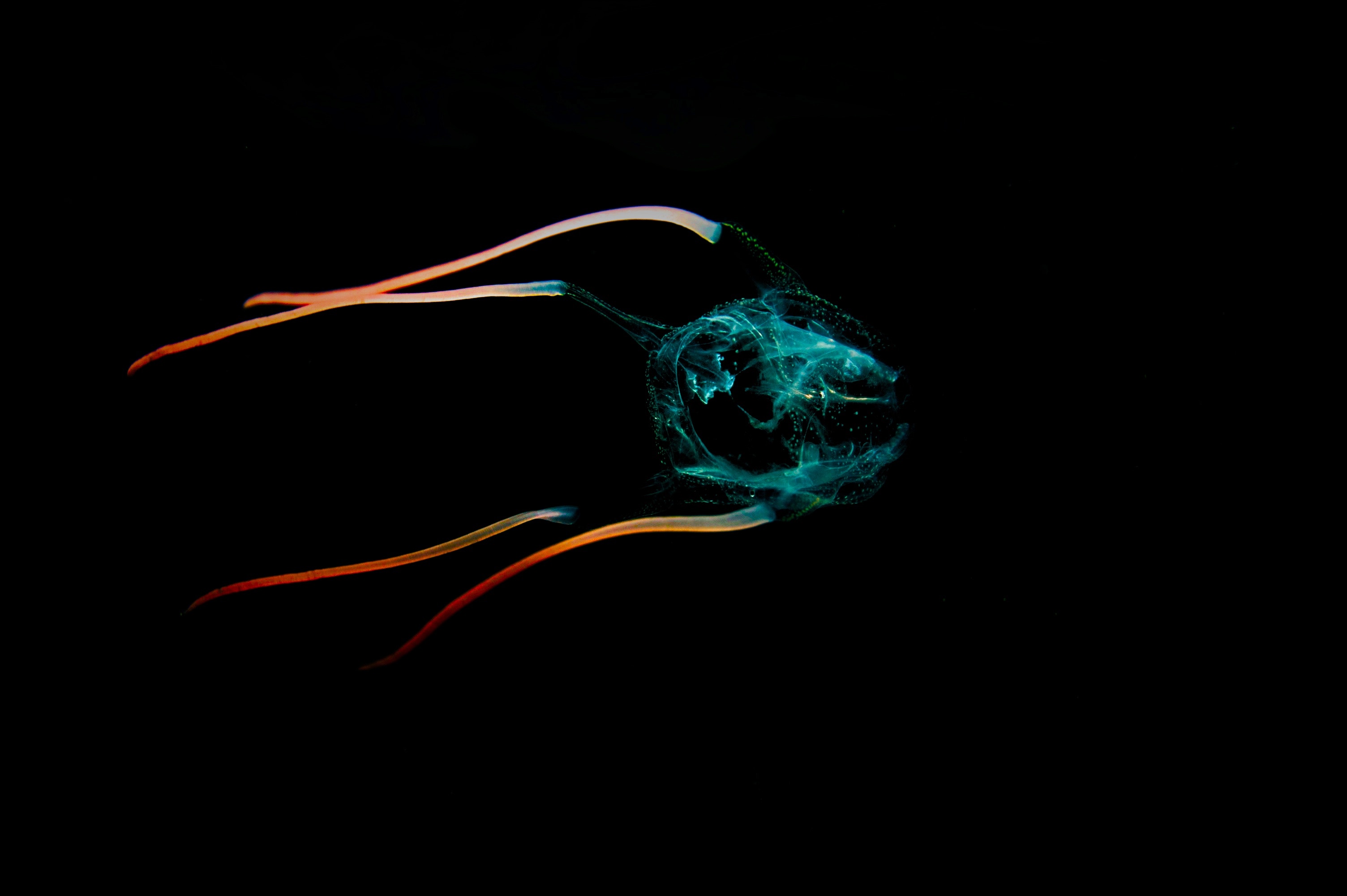 Bioluminescent jellyfish with orange tentacles in dark water HD Wallpaper