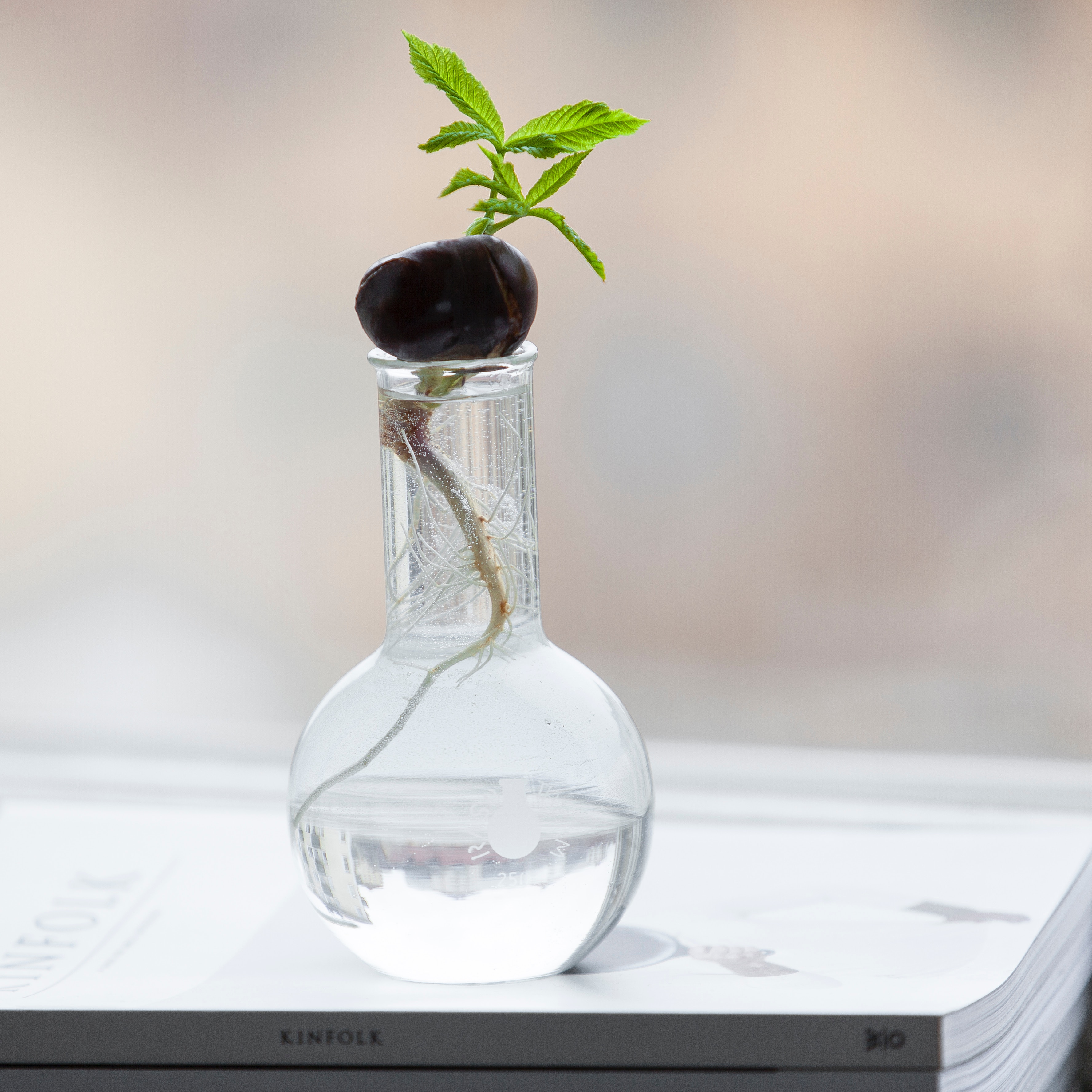 Chestnut sprout growing in a glass flask with roots in water HD Wallpaper