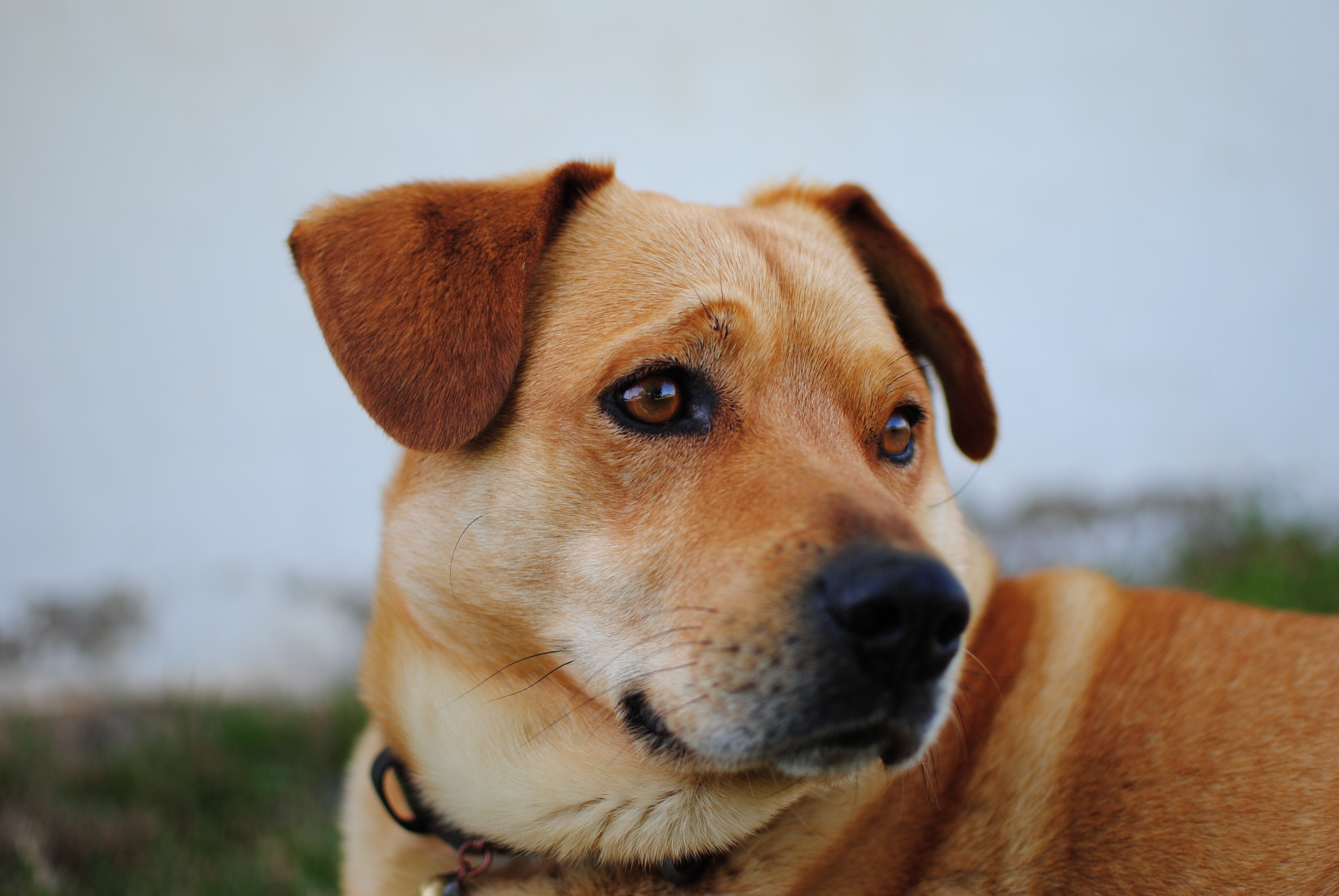 Brown dog with collar looking to the side HD Wallpaper