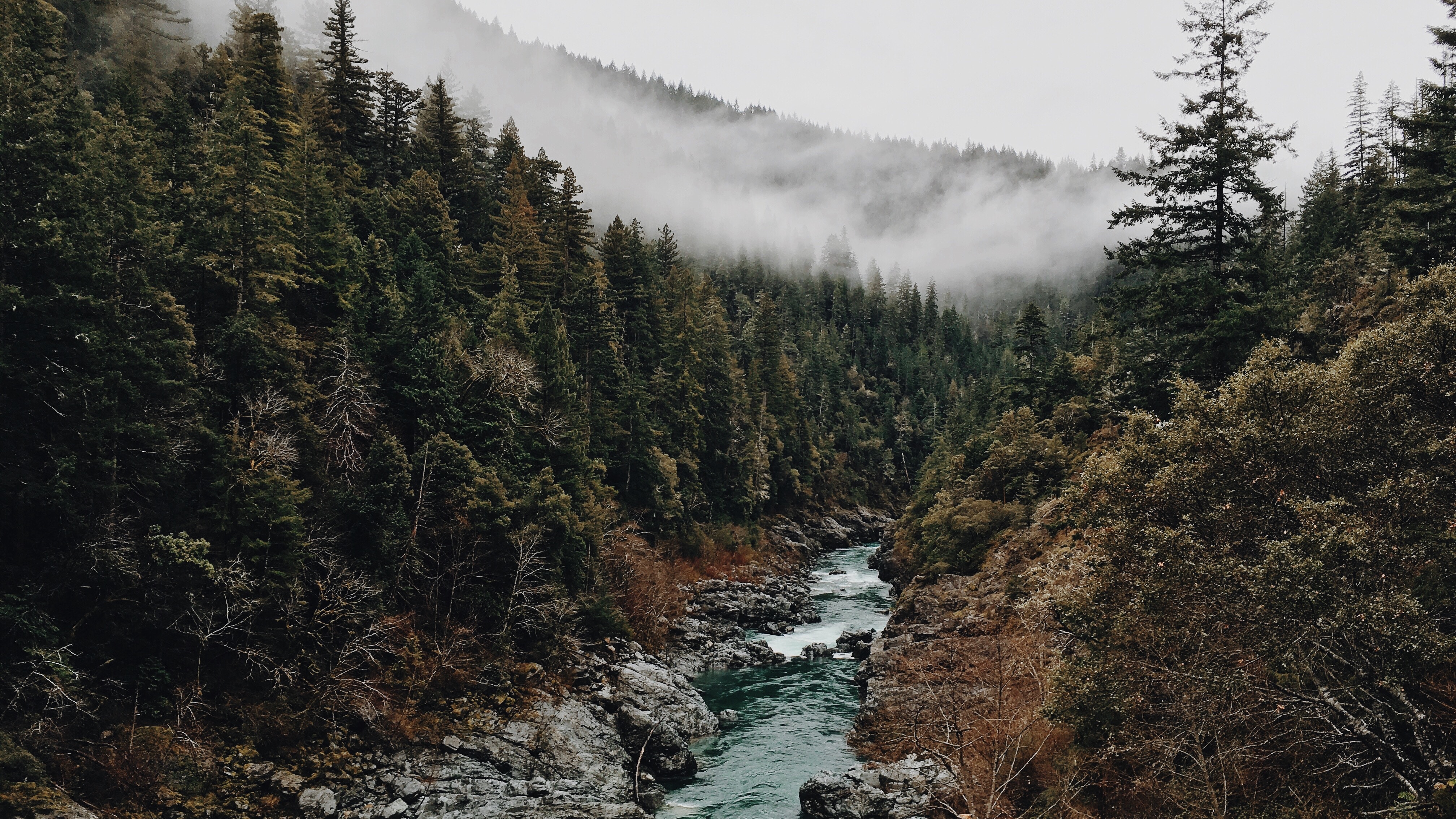 Misty forest with a river flowing through a canyon HD Wallpaper