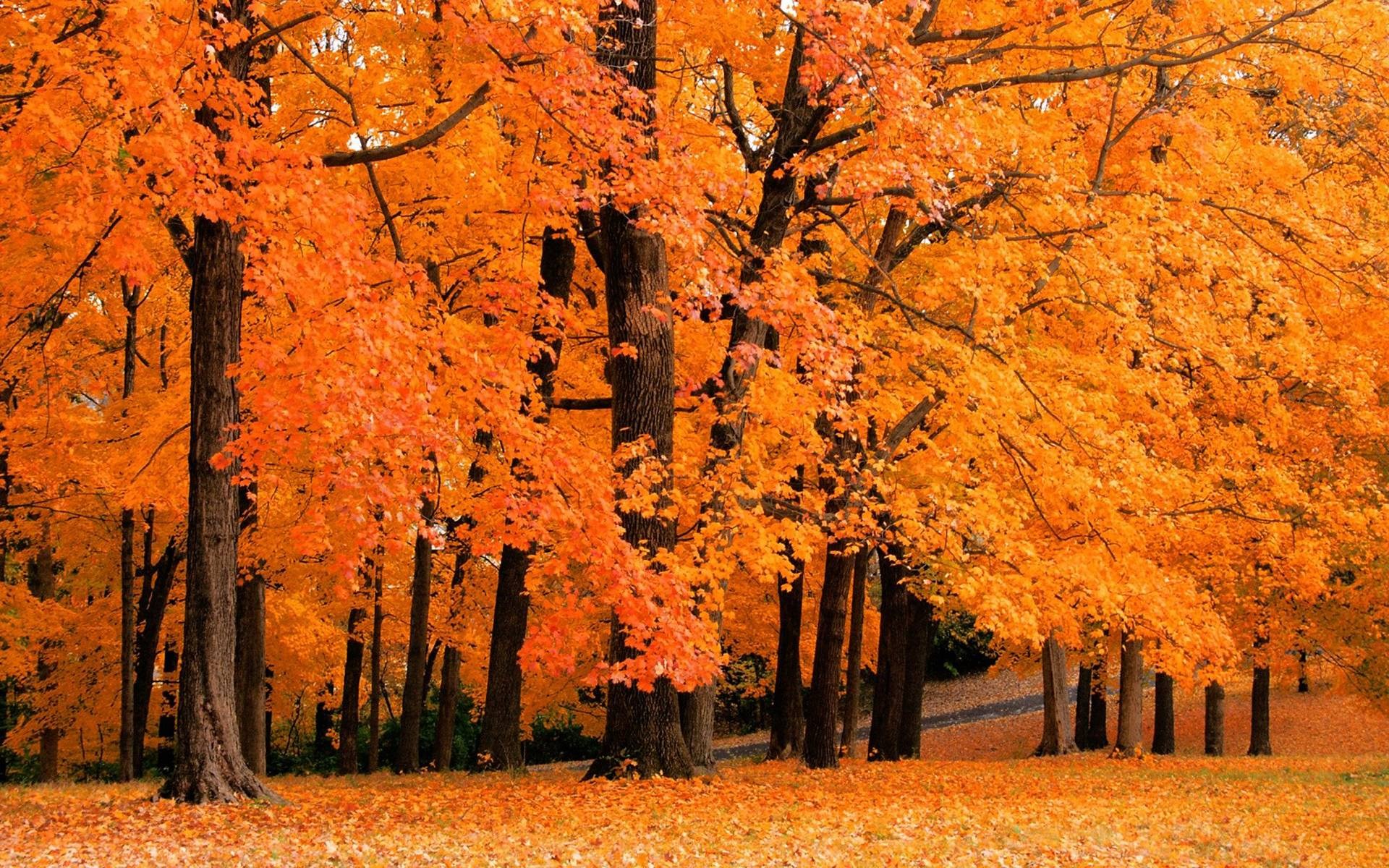 Autumn forest with orange leaves HD Wallpaper