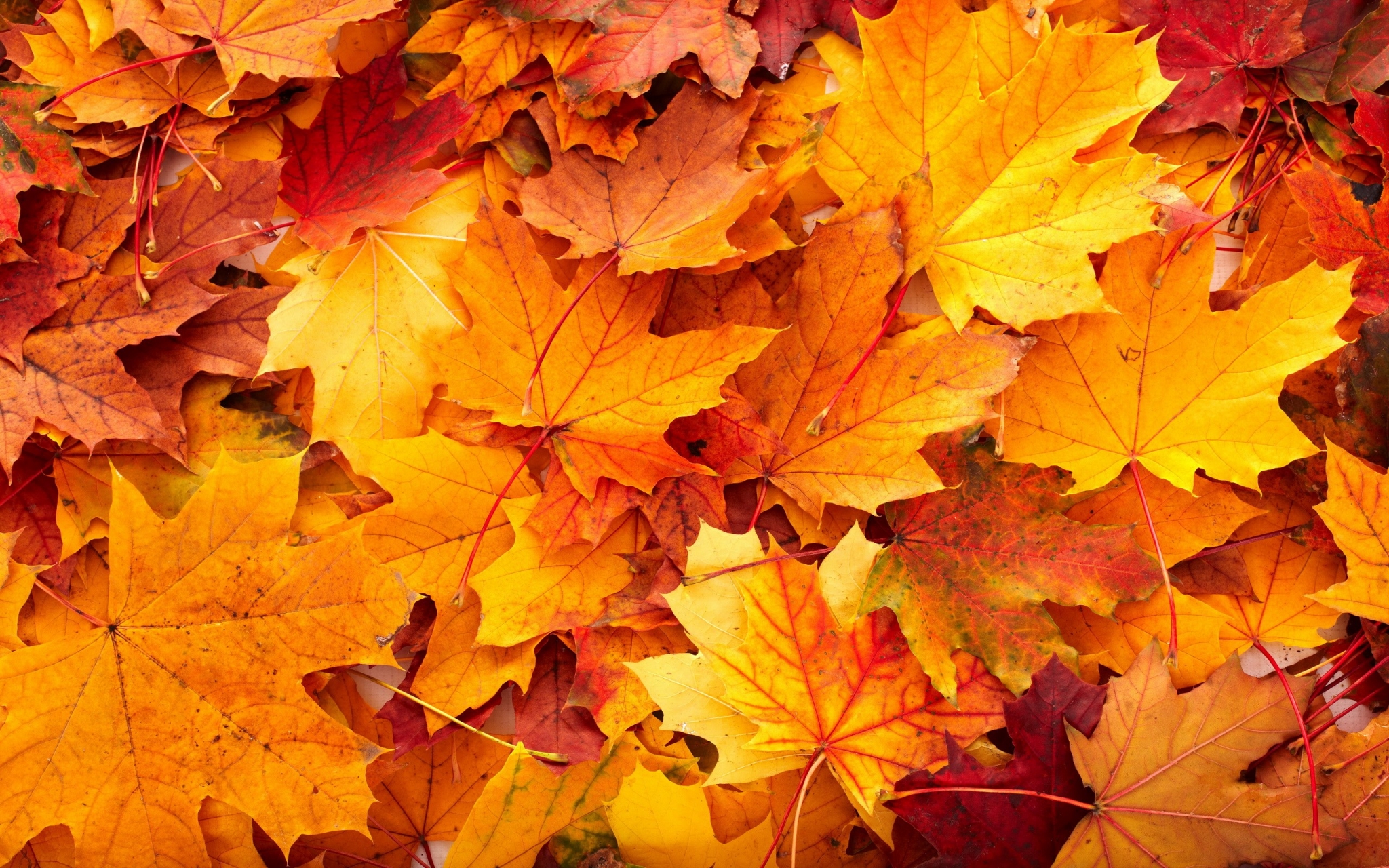 Pile of colorful autumn maple leaves HD Wallpaper