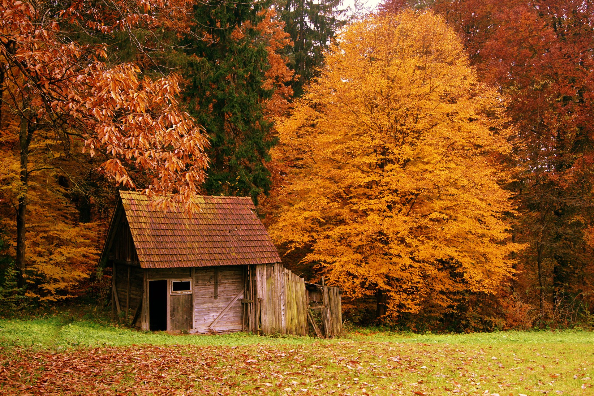Rustic cabin in autumn forest with fallen leaves HD Wallpaper