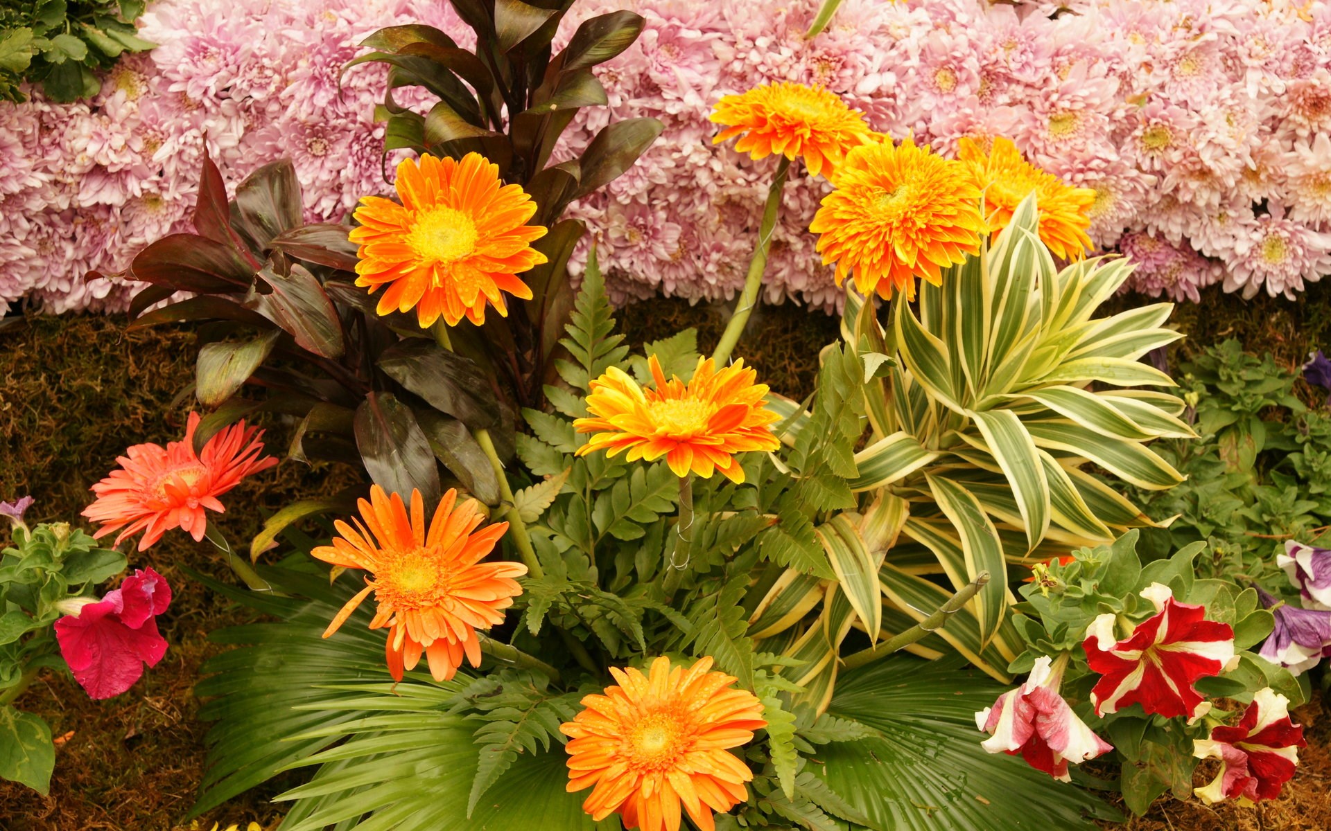 Orange and pink flowers with green foliage HD Wallpaper