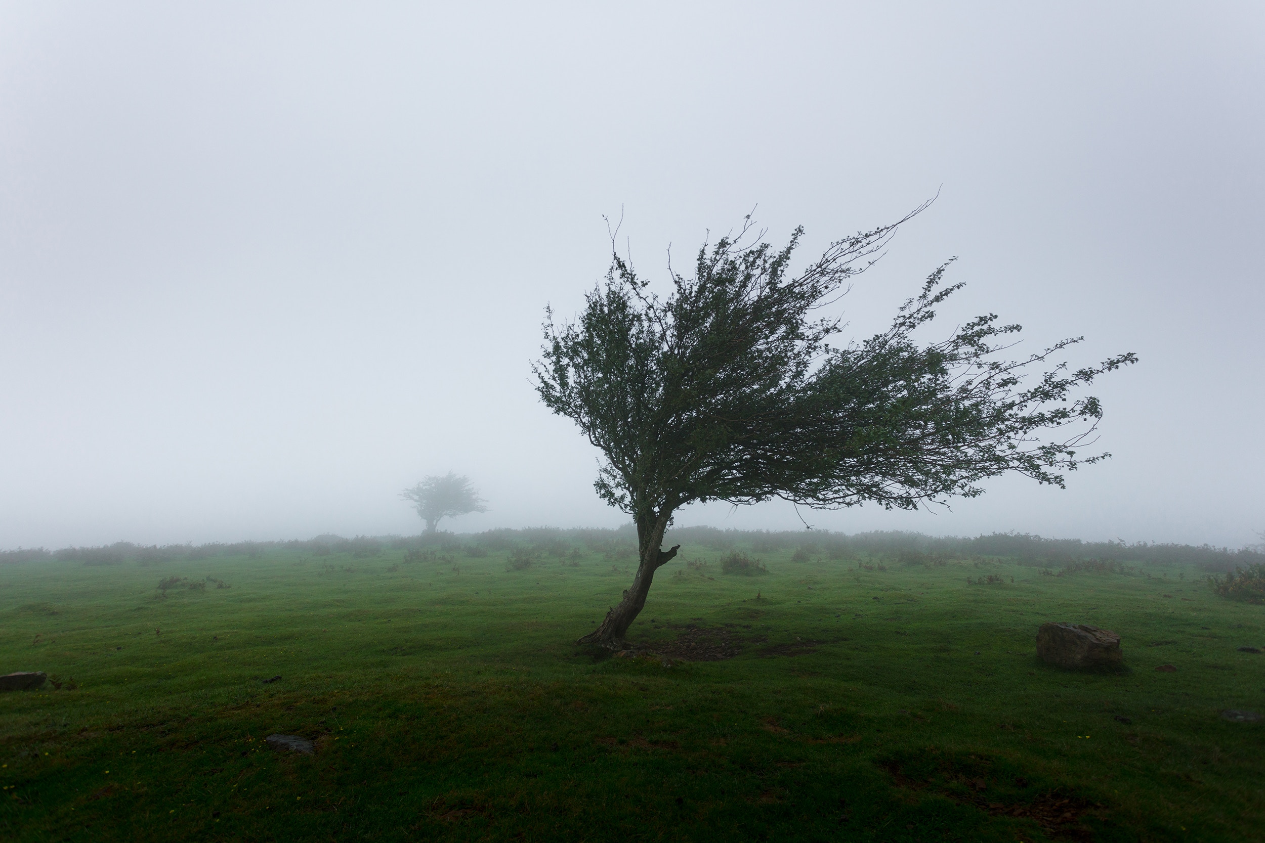Windy tree in foggy Basque Country landscape HD Wallpaper