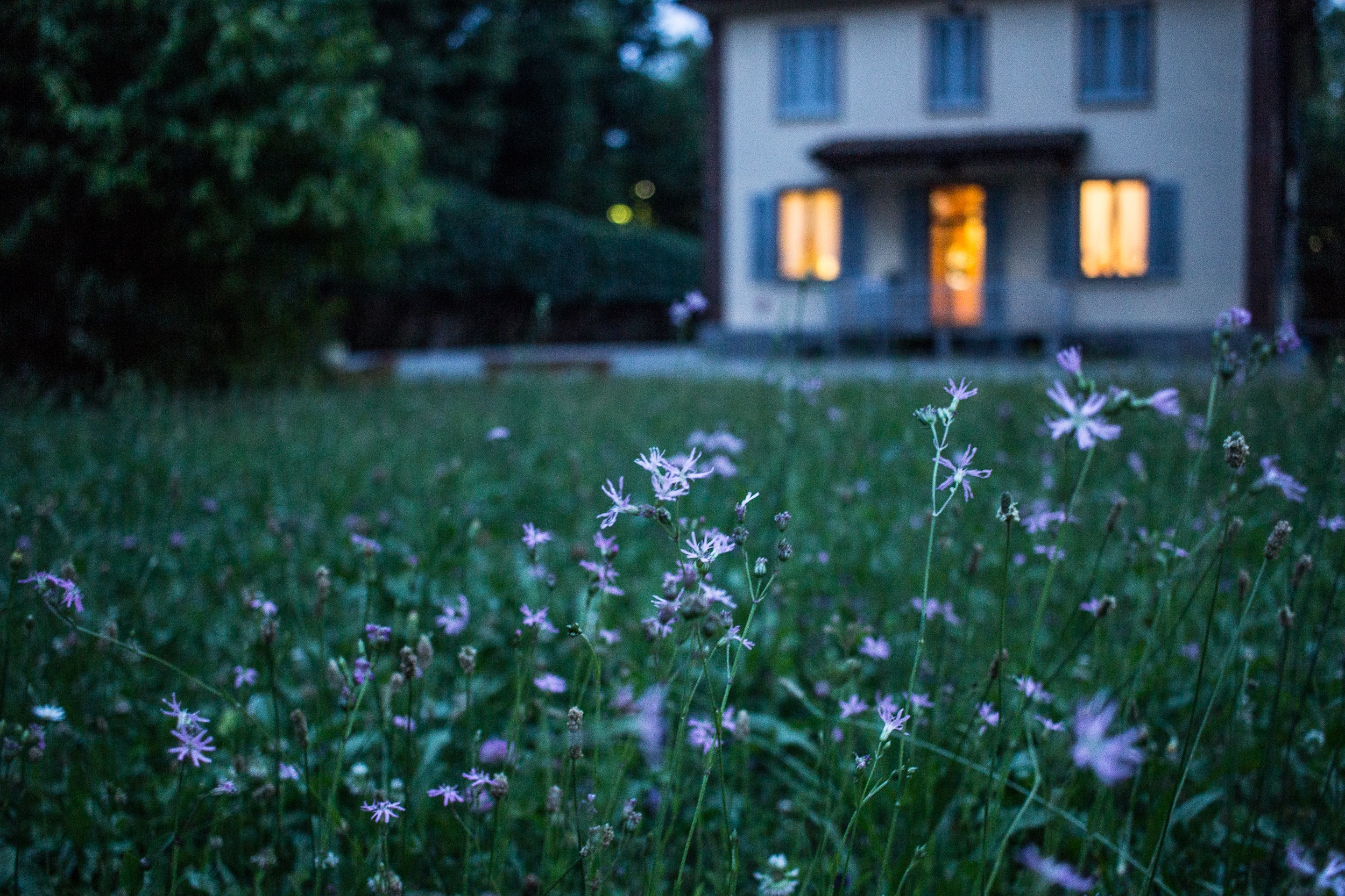 House with illuminated windows at dusk with wildflowers HD Wallpaper