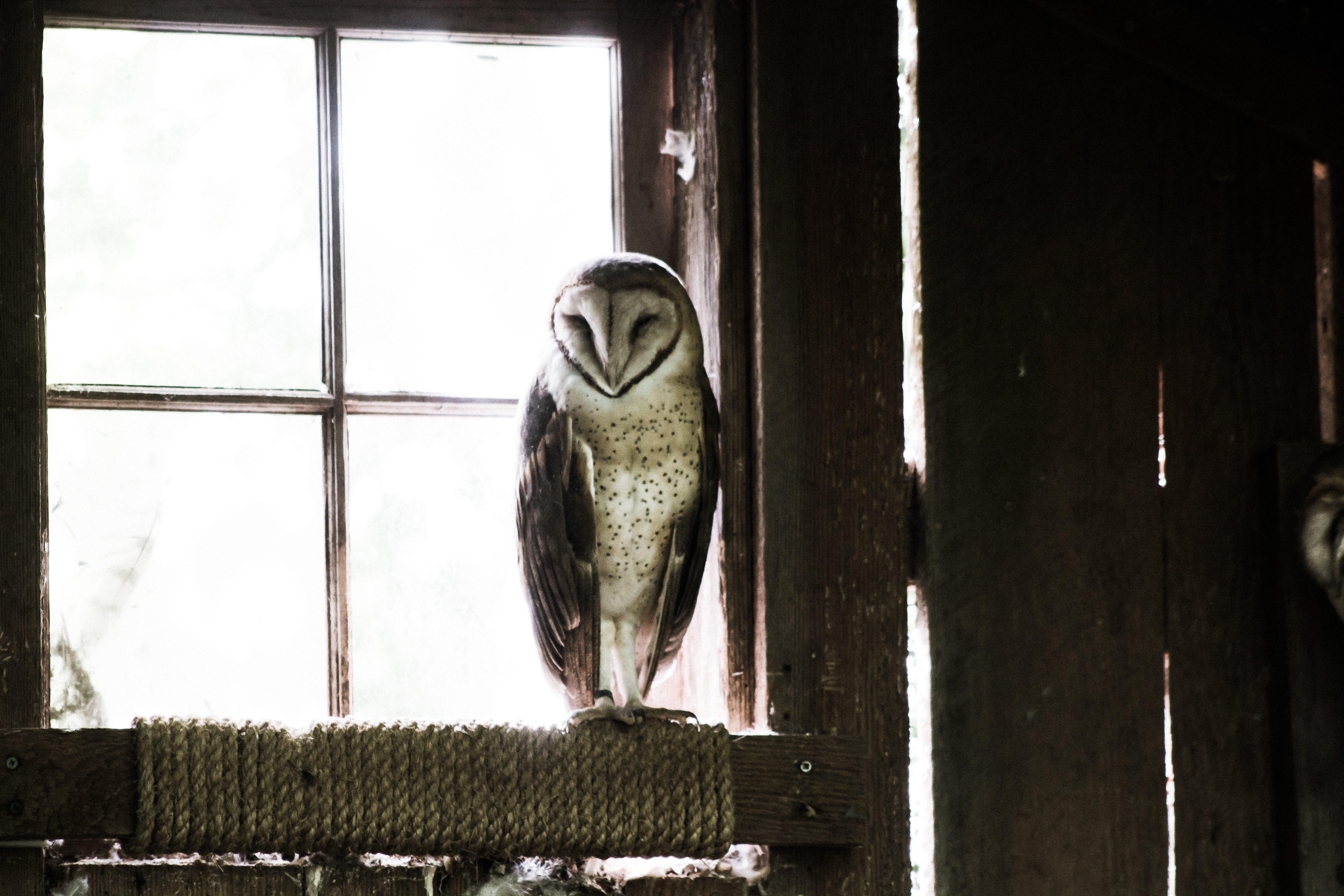 Barn owl perched on a rope in a wooden structure HD Wallpaper