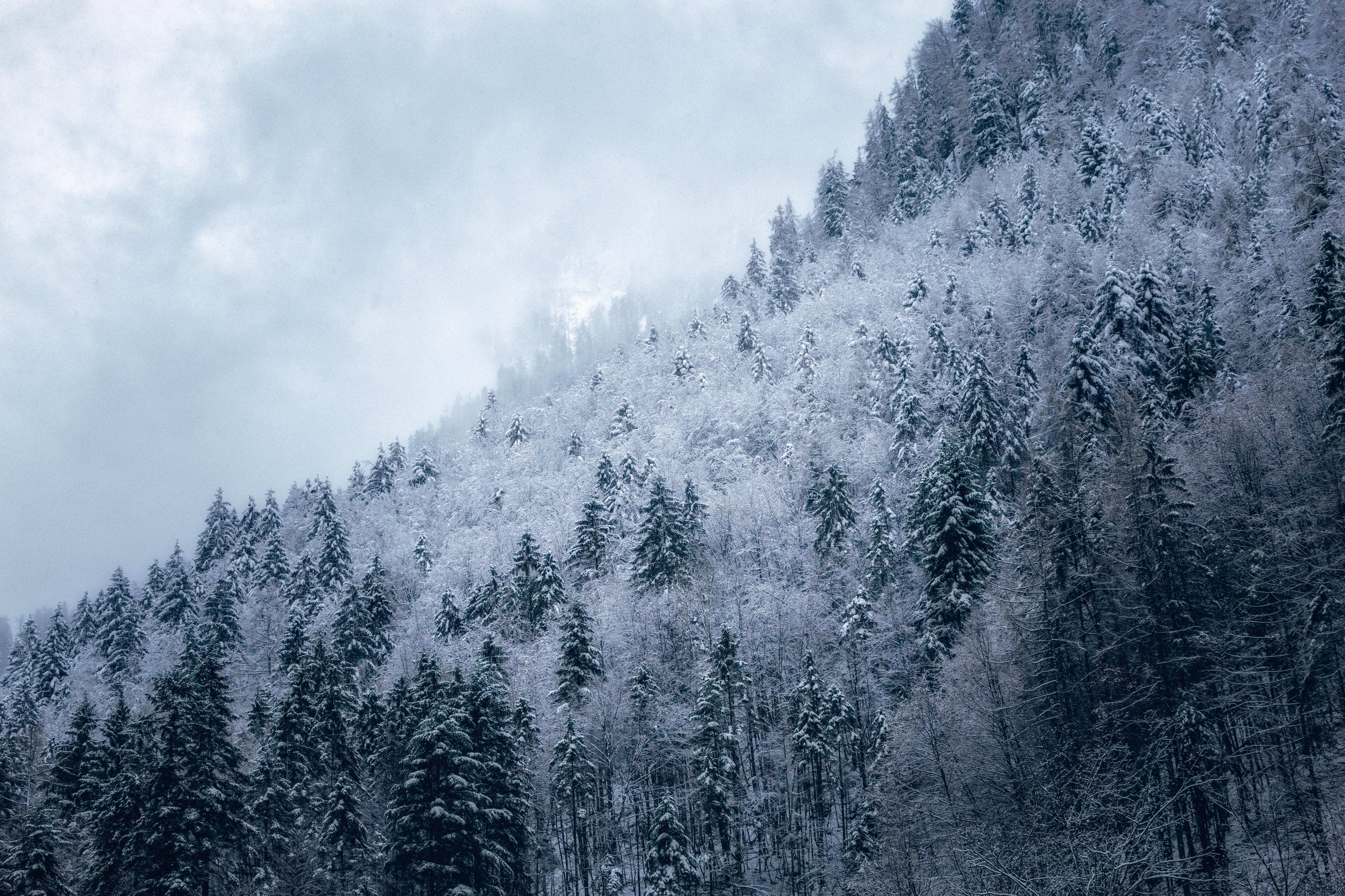 Snow-covered forest on a cloudy hillside HD Wallpaper