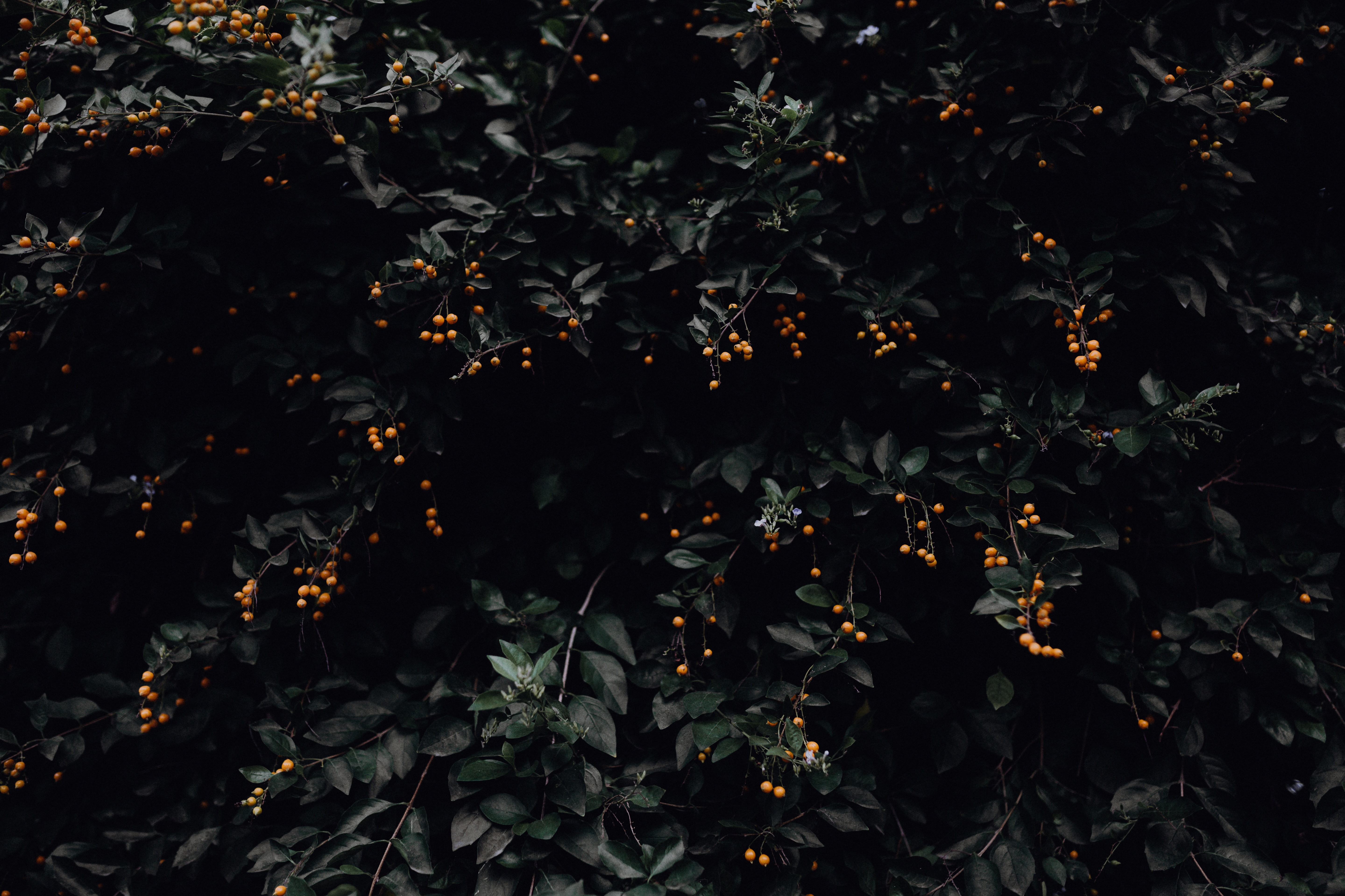 Dark foliage with small orange berries HD Wallpaper