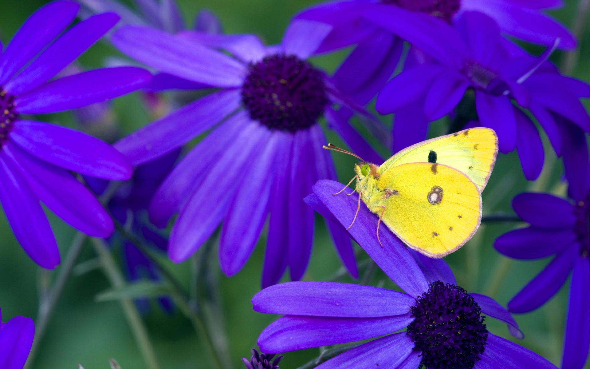 Yellow butterfly on purple flowers HD Wallpaper