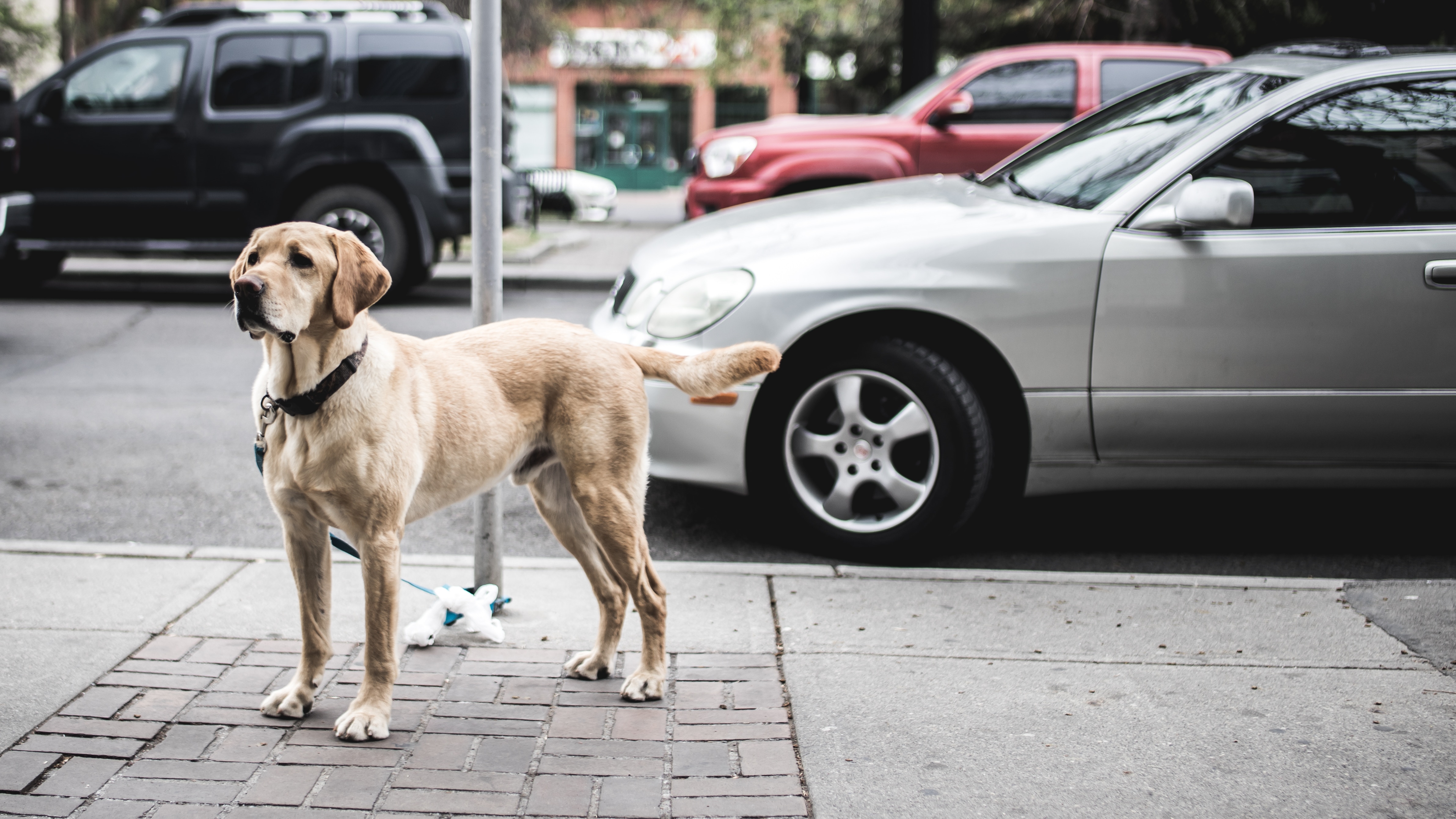 Labrador dog on a sidewalk with cars HD Wallpaper