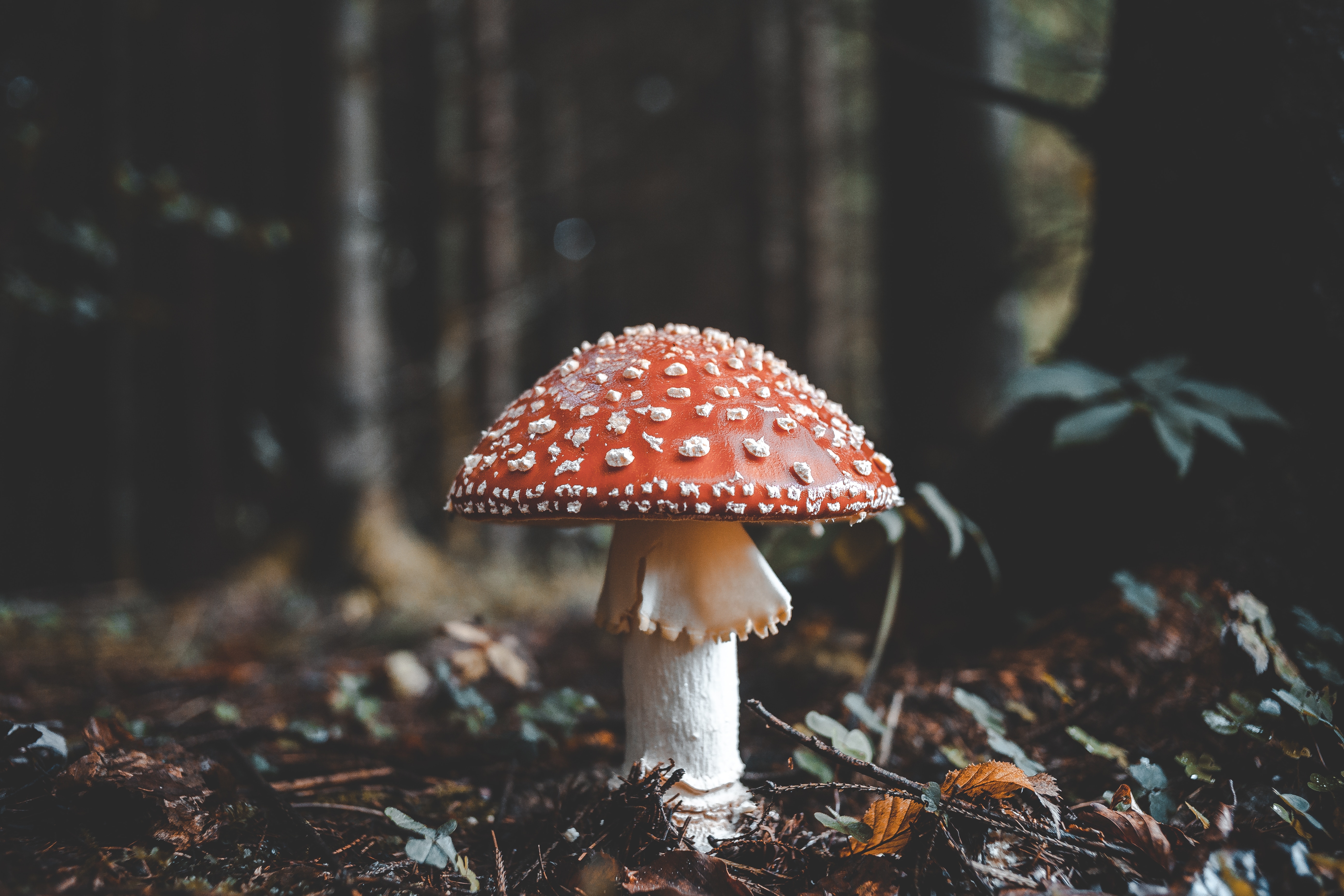 Amanita muscaria mushroom on a forest floor HD Wallpaper