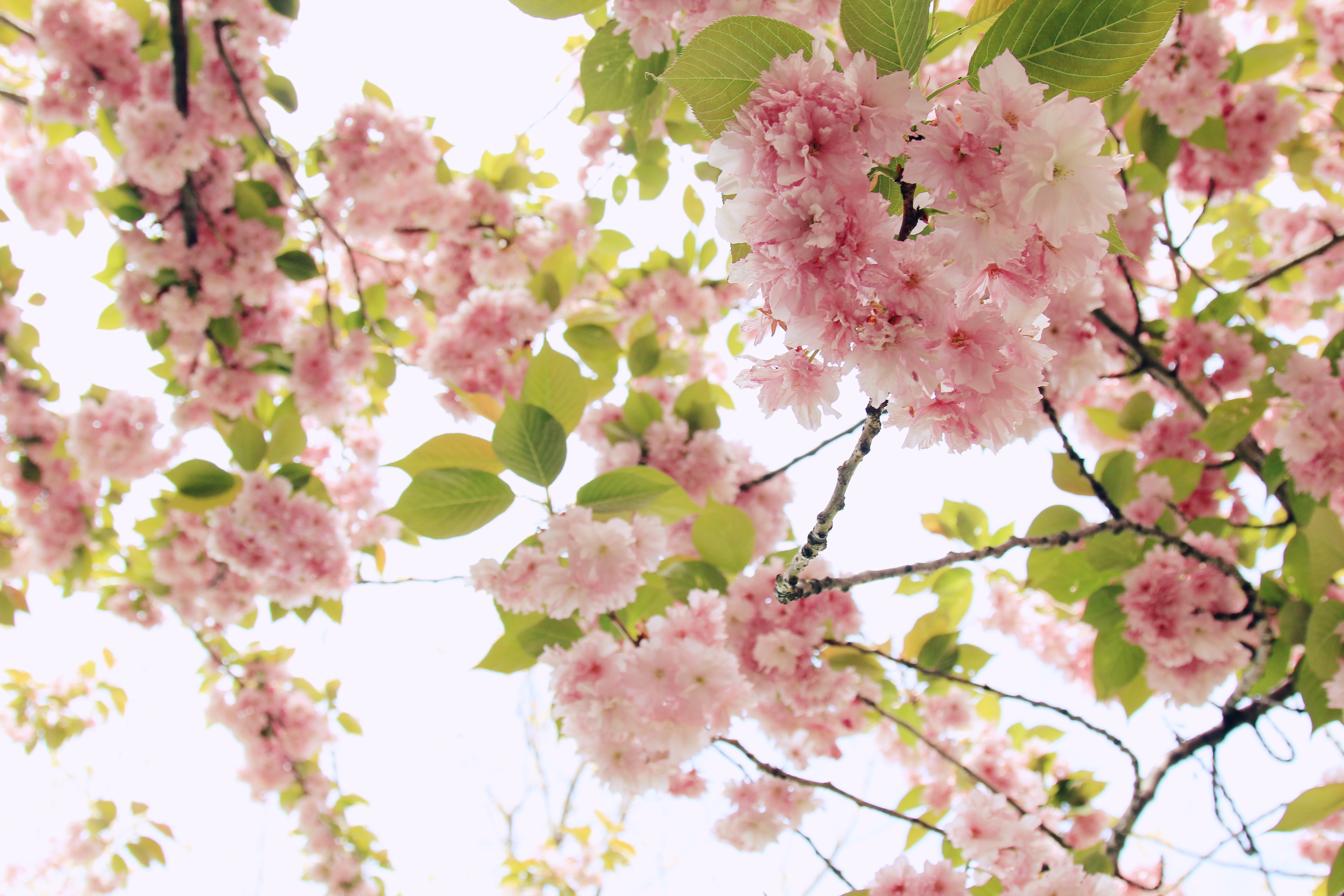 Pink cherry blossoms blooming on branches HD Wallpaper