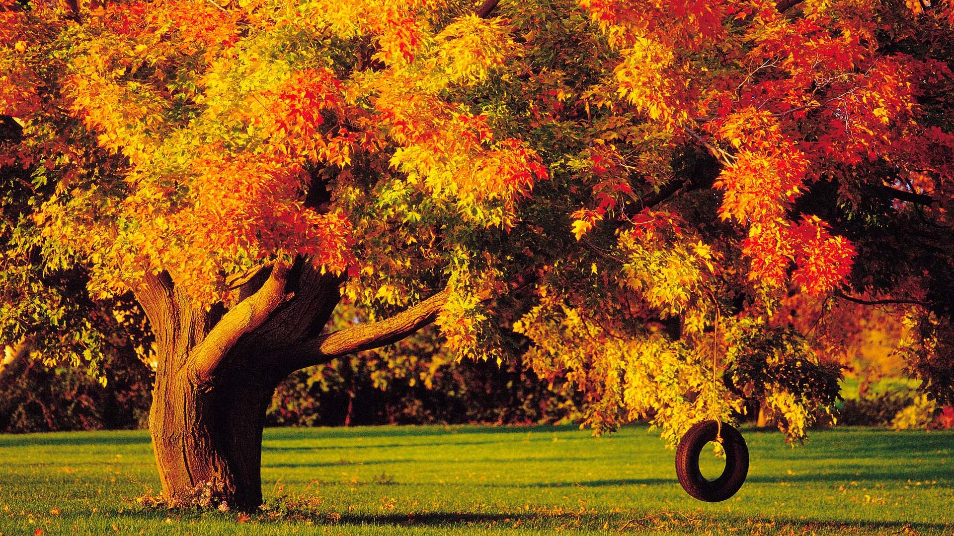 Autumn tree with tire swing on lawn HD Wallpaper