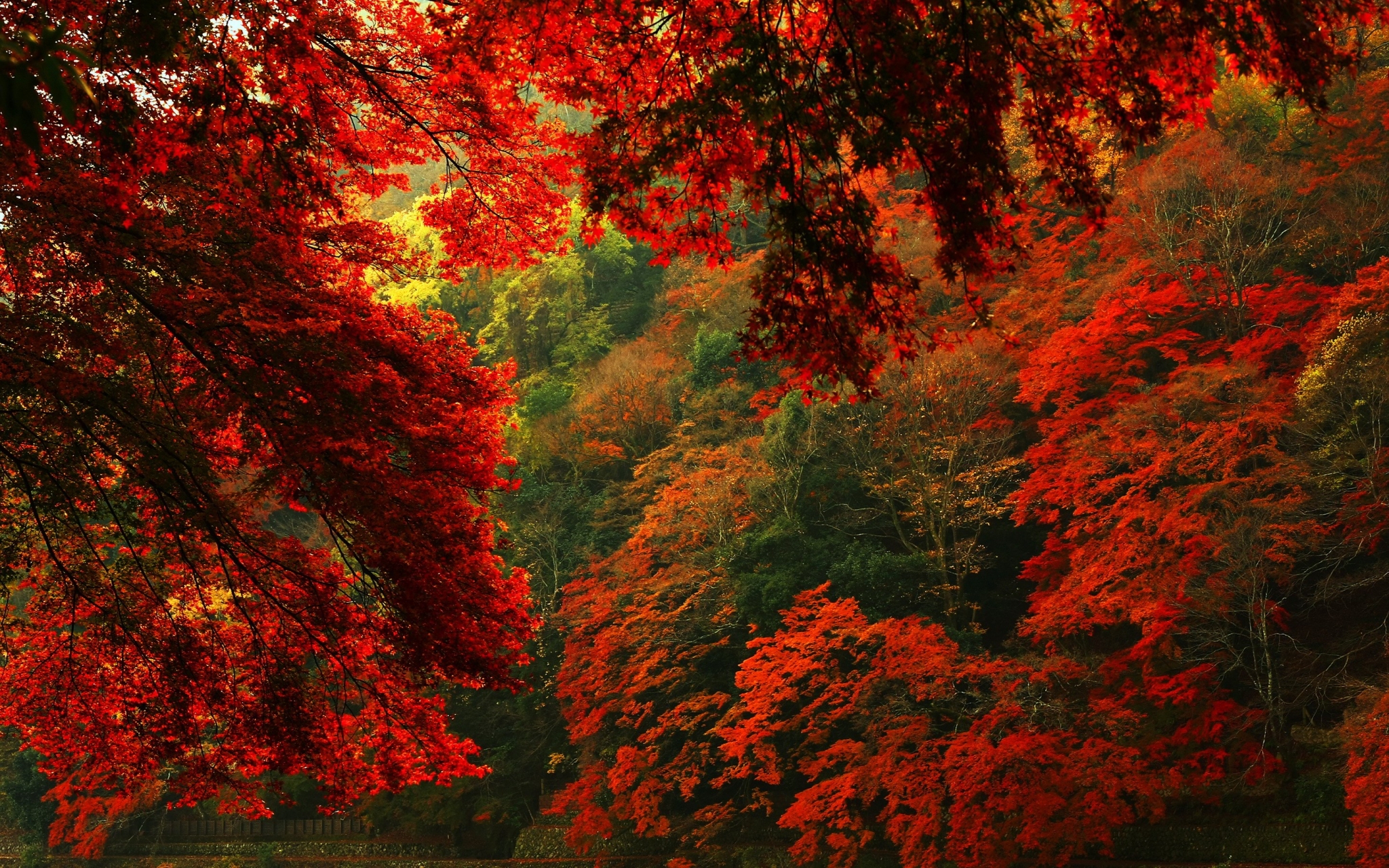 Autumn forest with red maple leaves HD Wallpaper