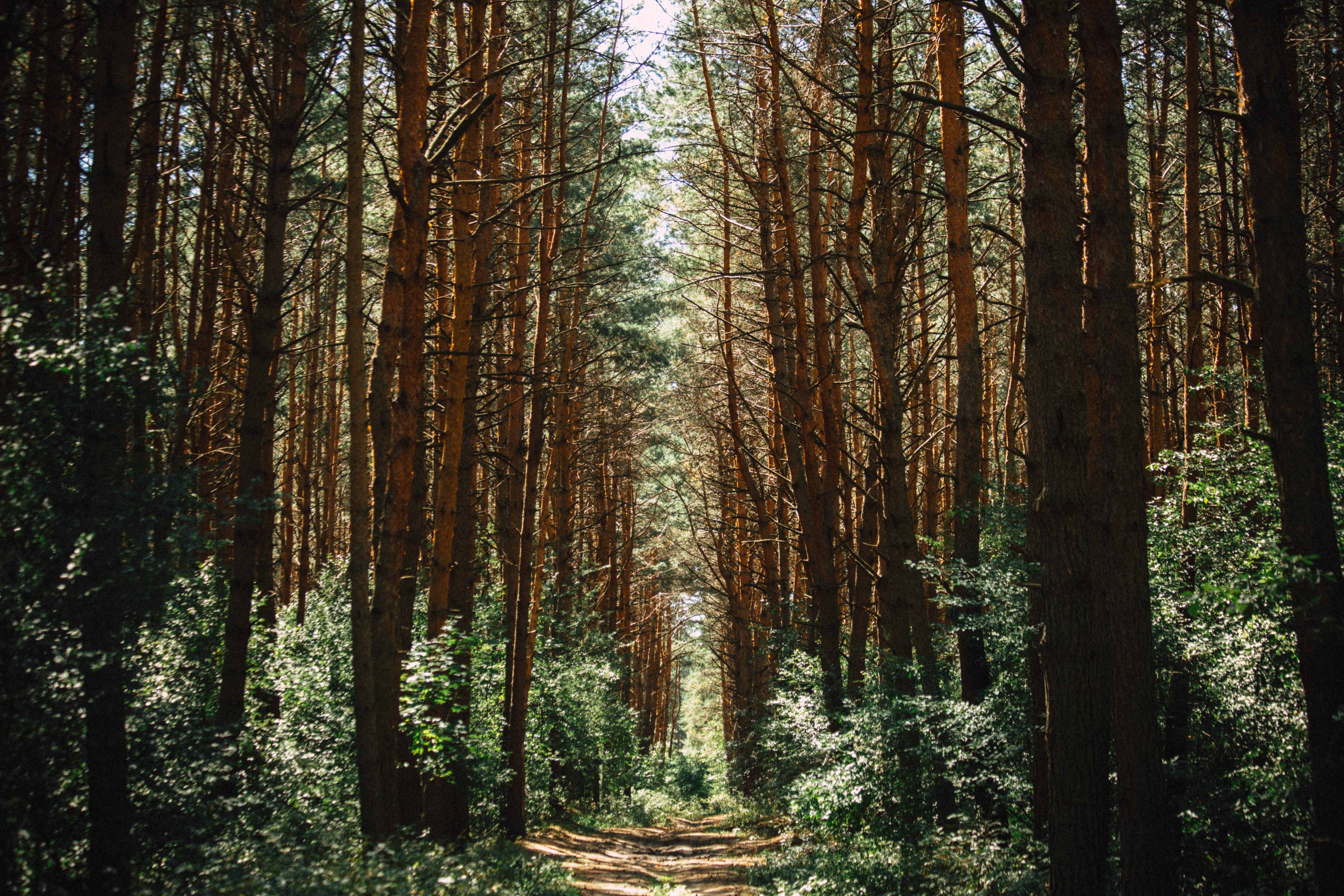 A dirt path winds through a dense pine forest HD Wallpaper