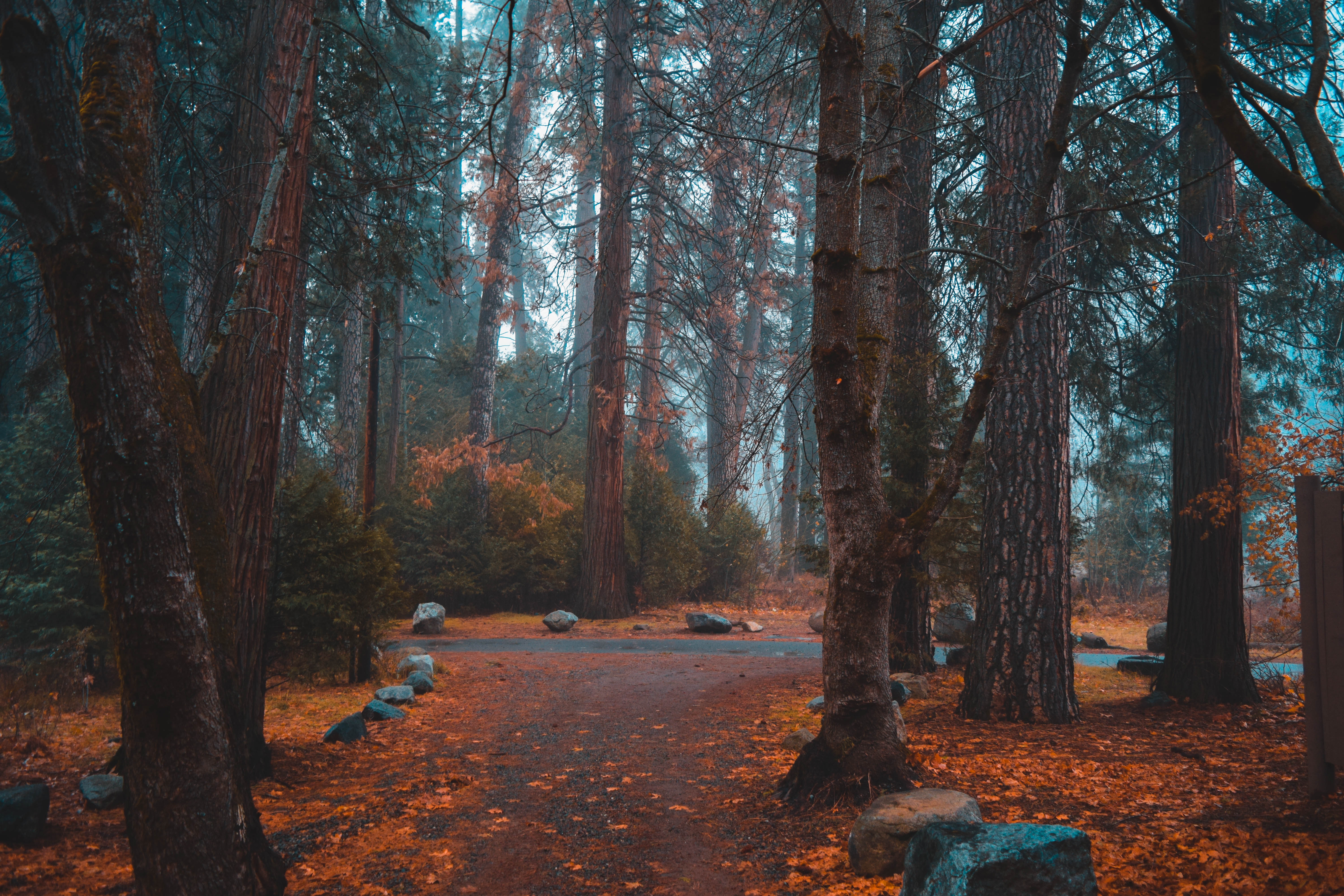 Forest path in Yosemite during fall with fog HD Wallpaper