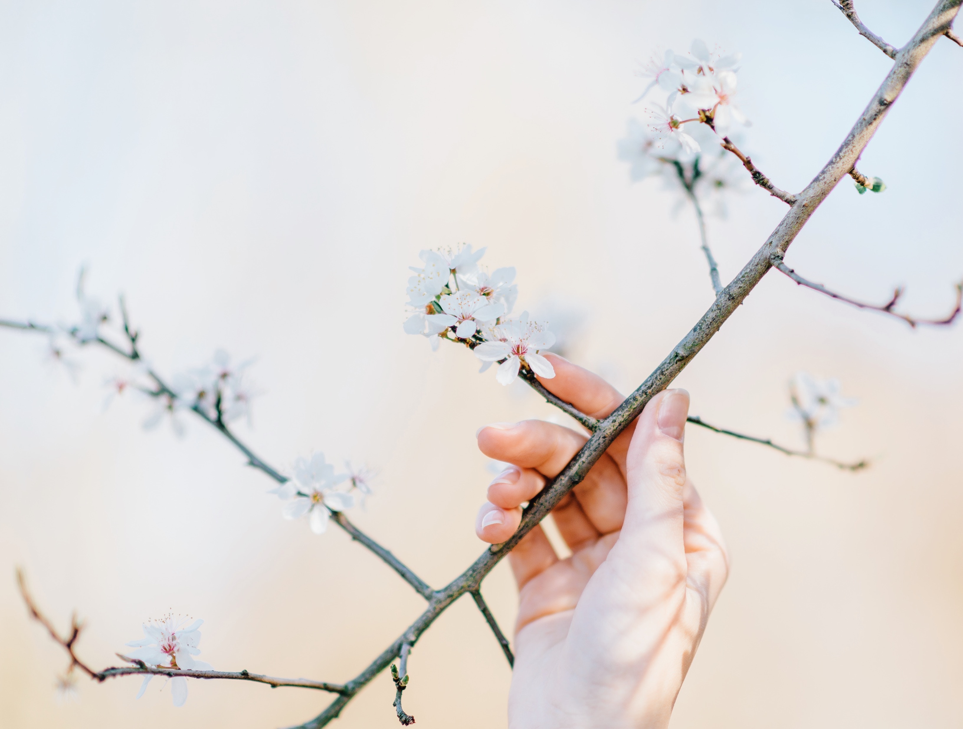 Hand touching a blooming cherry blossom branch HD Wallpaper