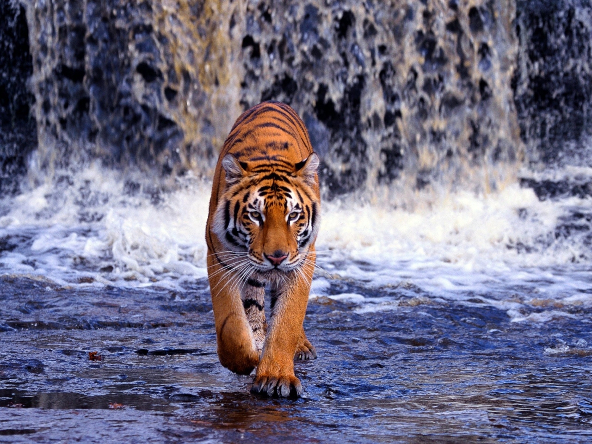 Tiger walking through water in front of a waterfall HD Wallpaper