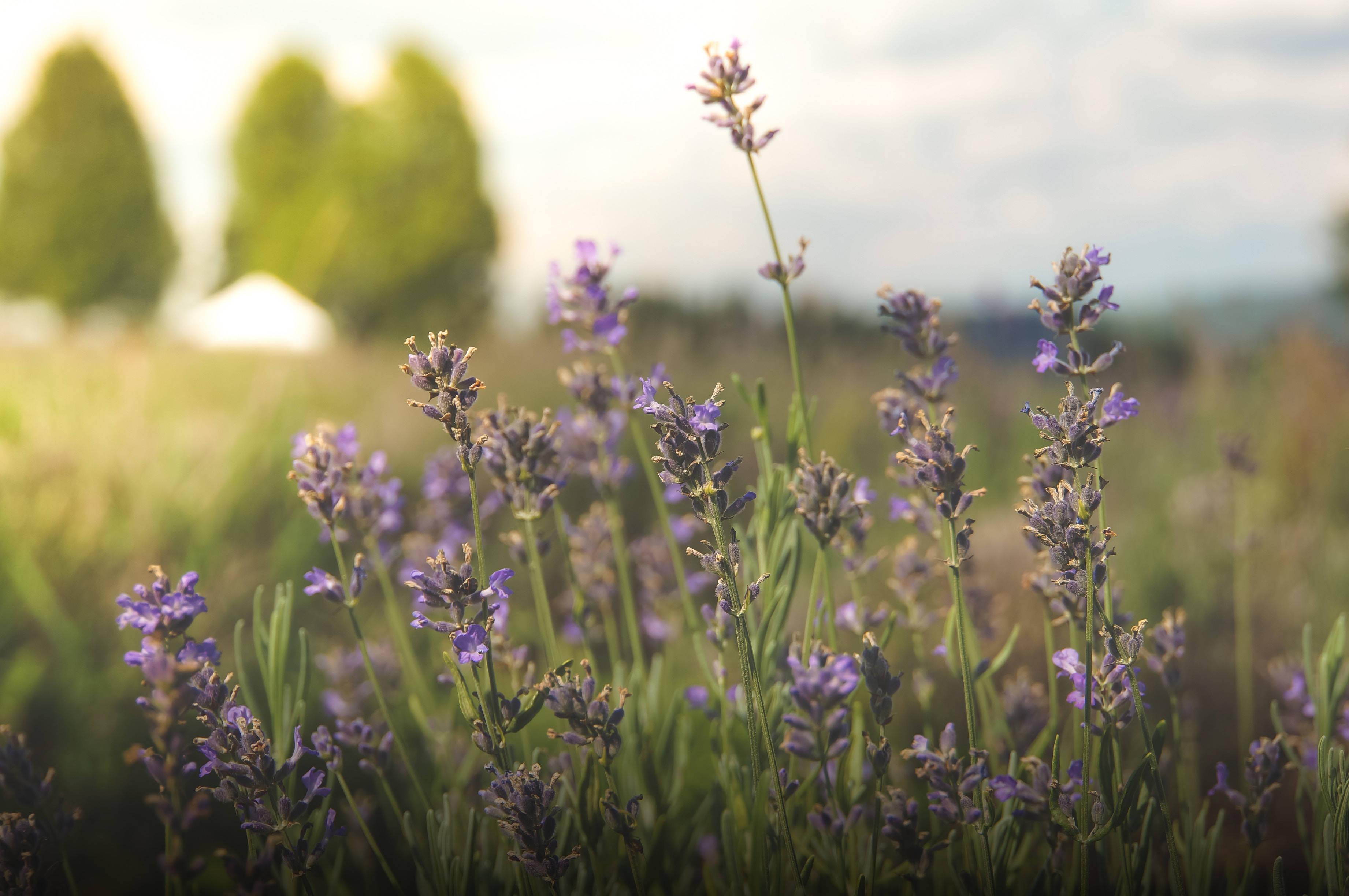 Field of purple lavender flowers in soft sunlight HD Wallpaper
