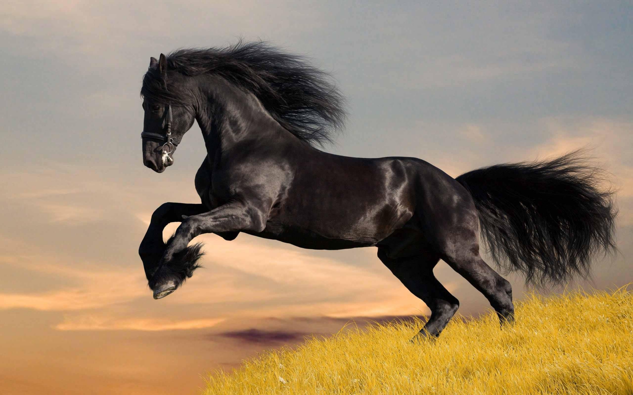 Majestic Black Horse Leaping at Sunset HD Wallpaper