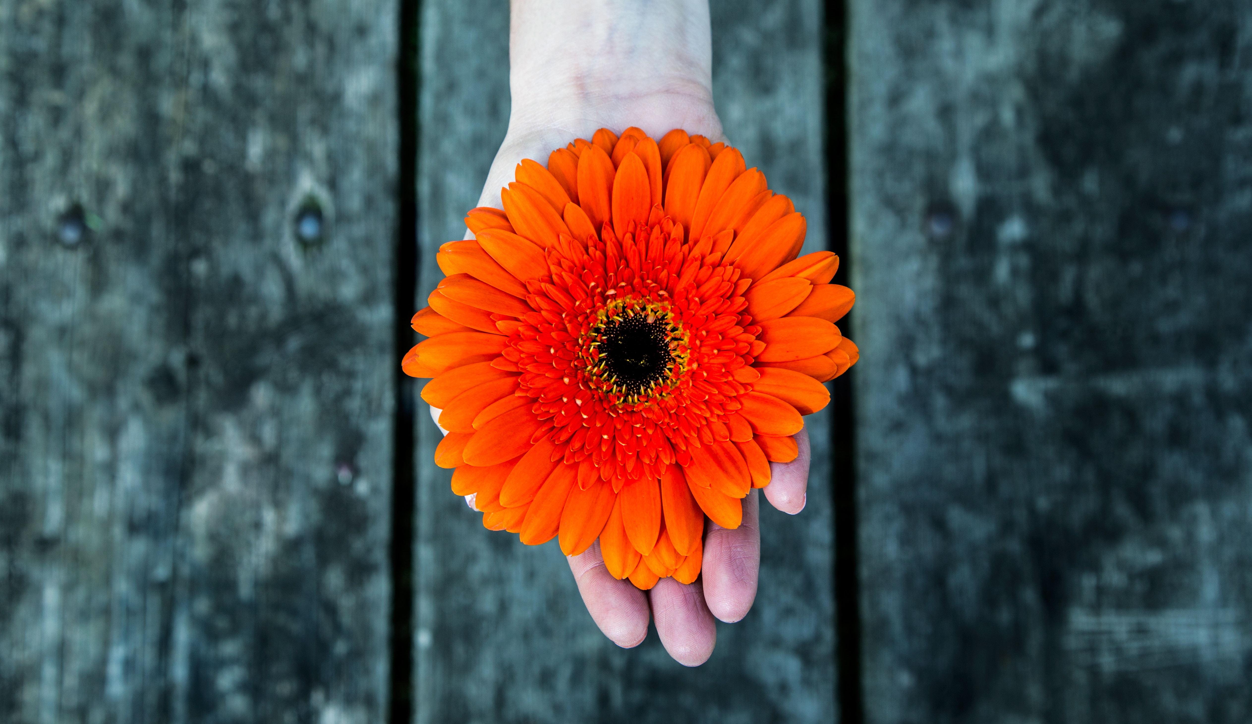 Orange Gerbera Daisy Held in a Hand Over Wood HD Wallpaper