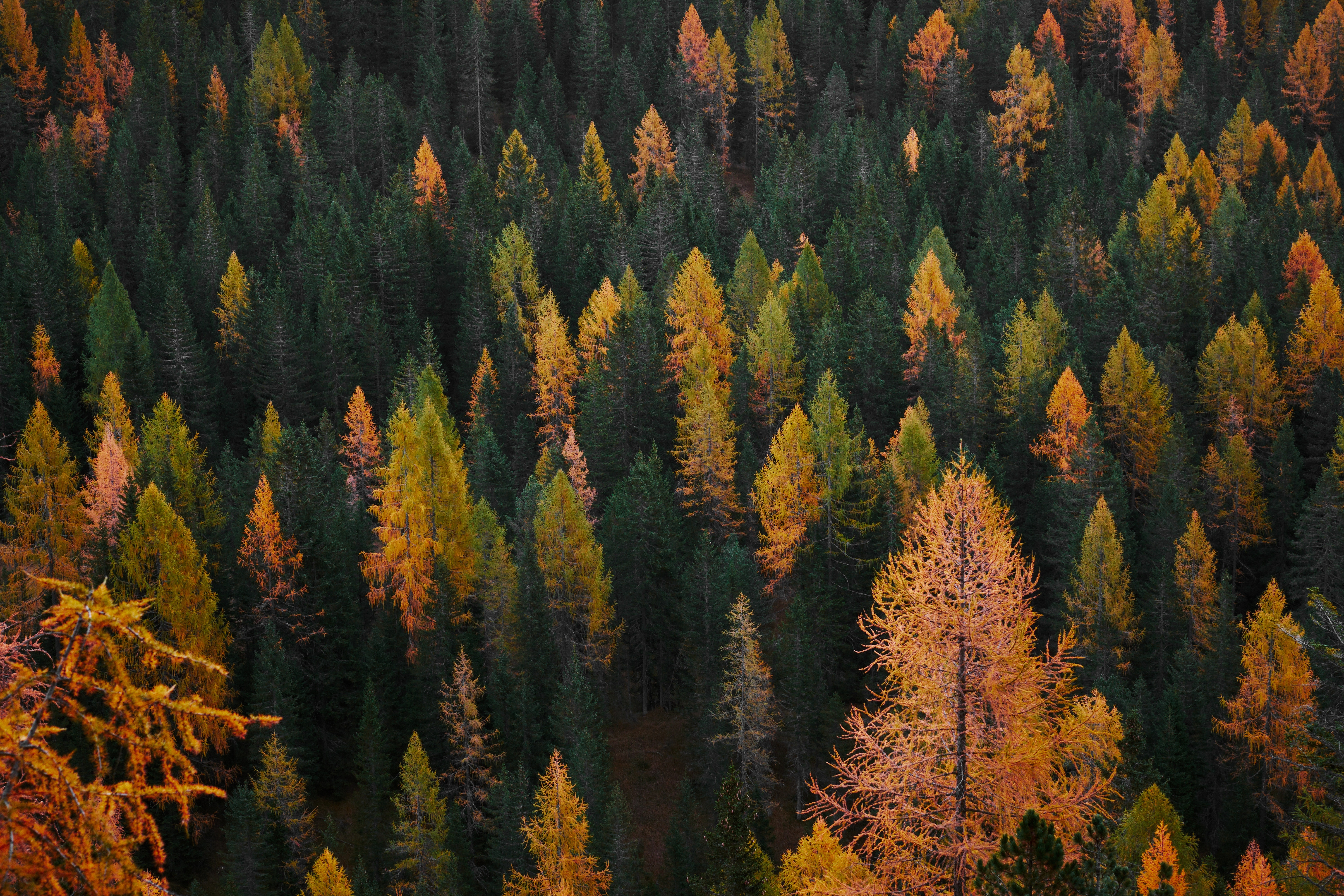 Autumn forest in Trentino with colorful trees HD Wallpaper