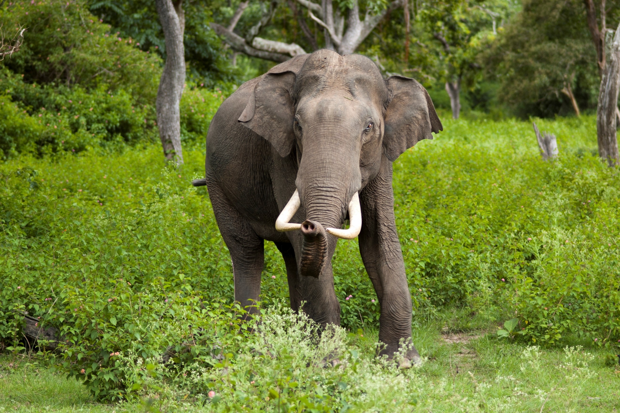 An elephant with large tusks stands in a green forest. HD Wallpaper
