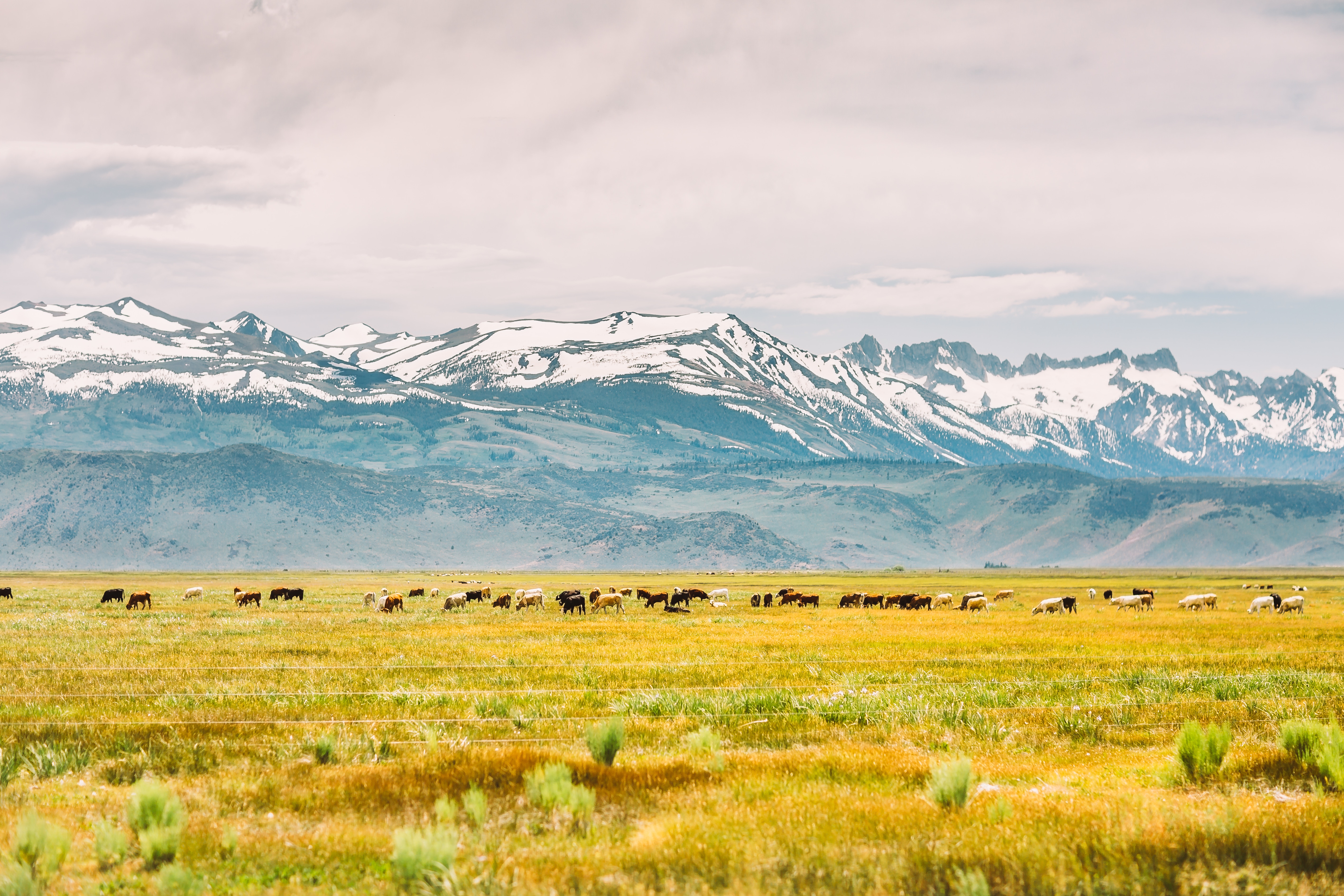 Herd of cows grazing in a field with snow-capped mountains HD Wallpaper