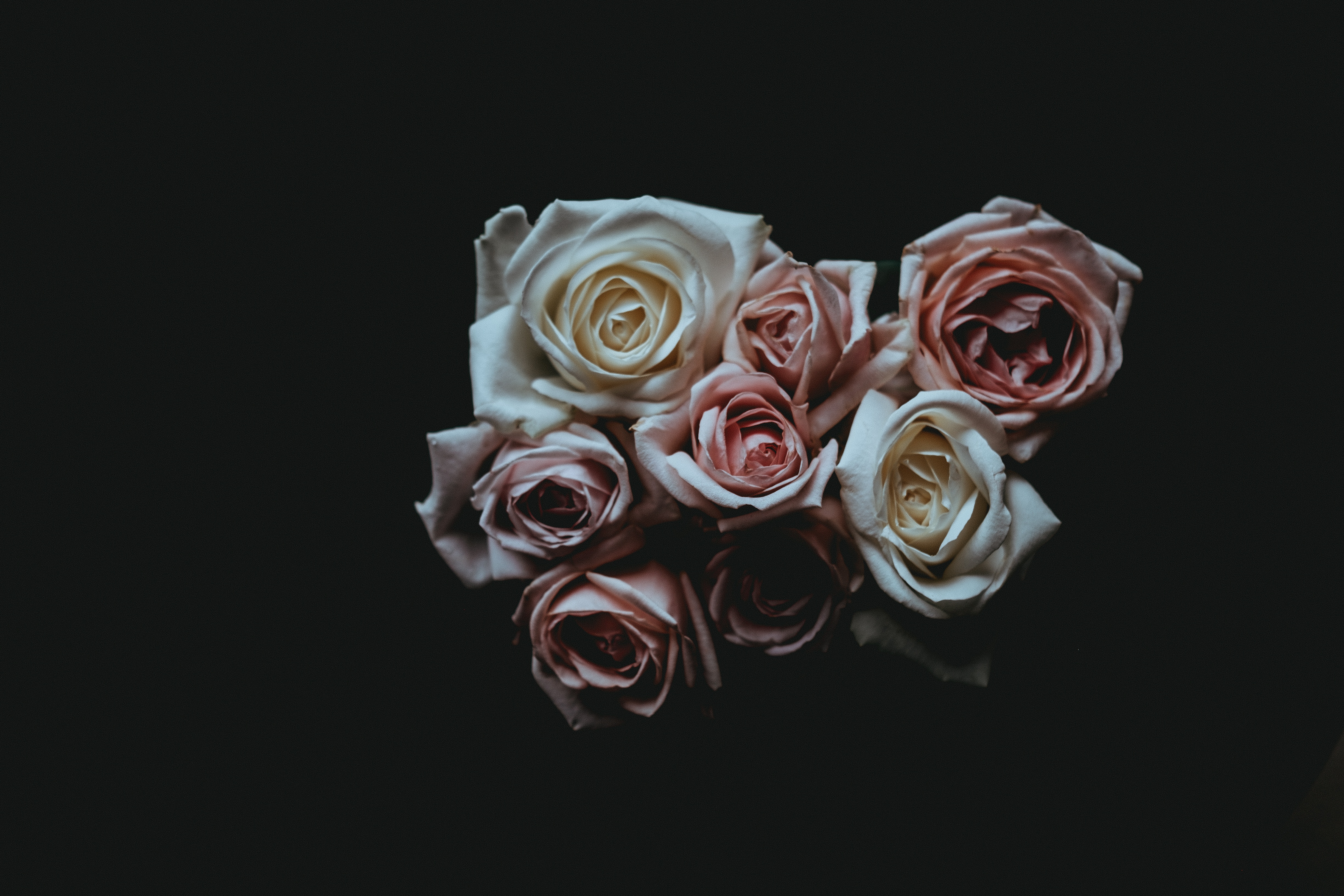 Bouquet of roses on a dark background HD Wallpaper