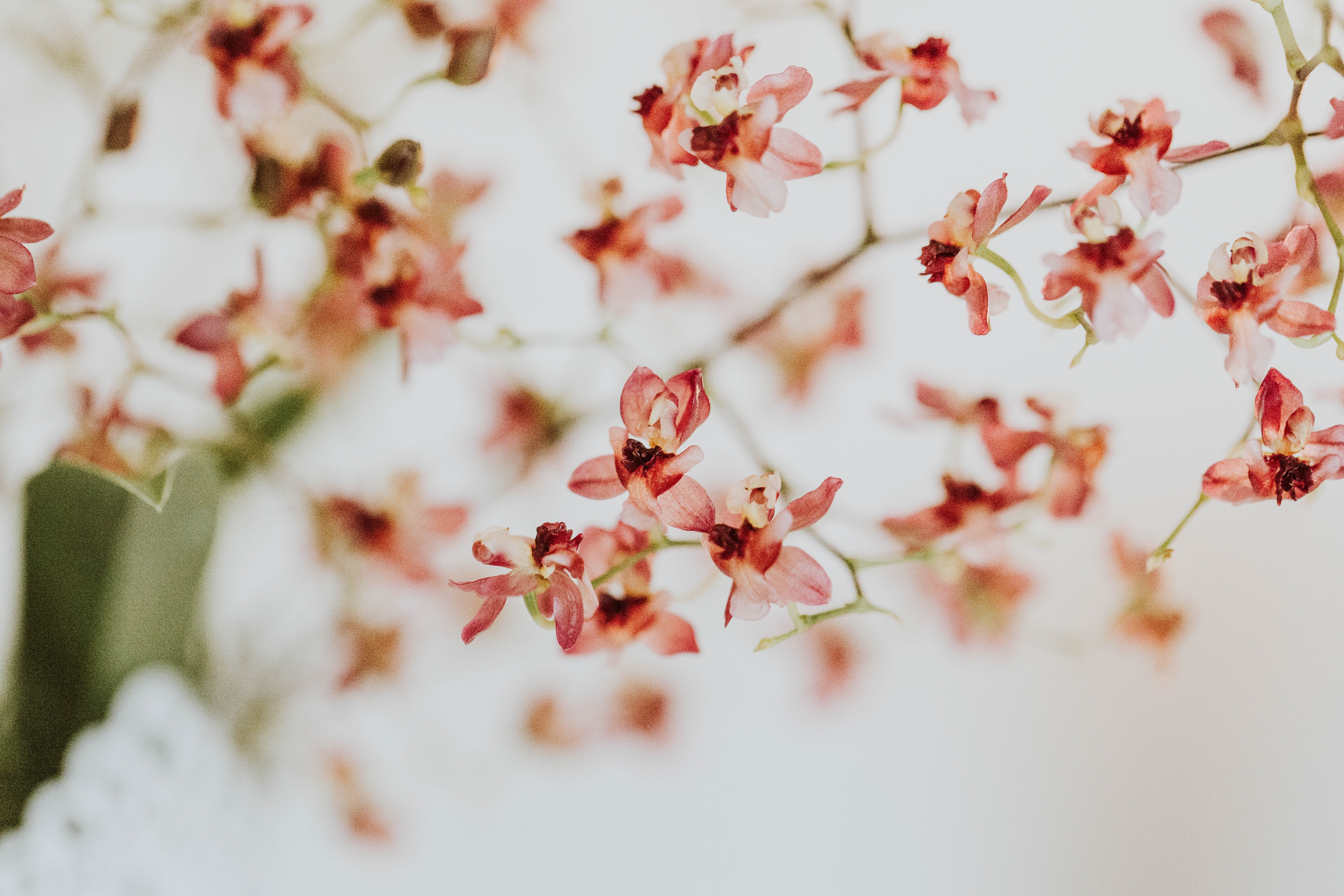 Pink orchids on a branch with a white background HD Wallpaper