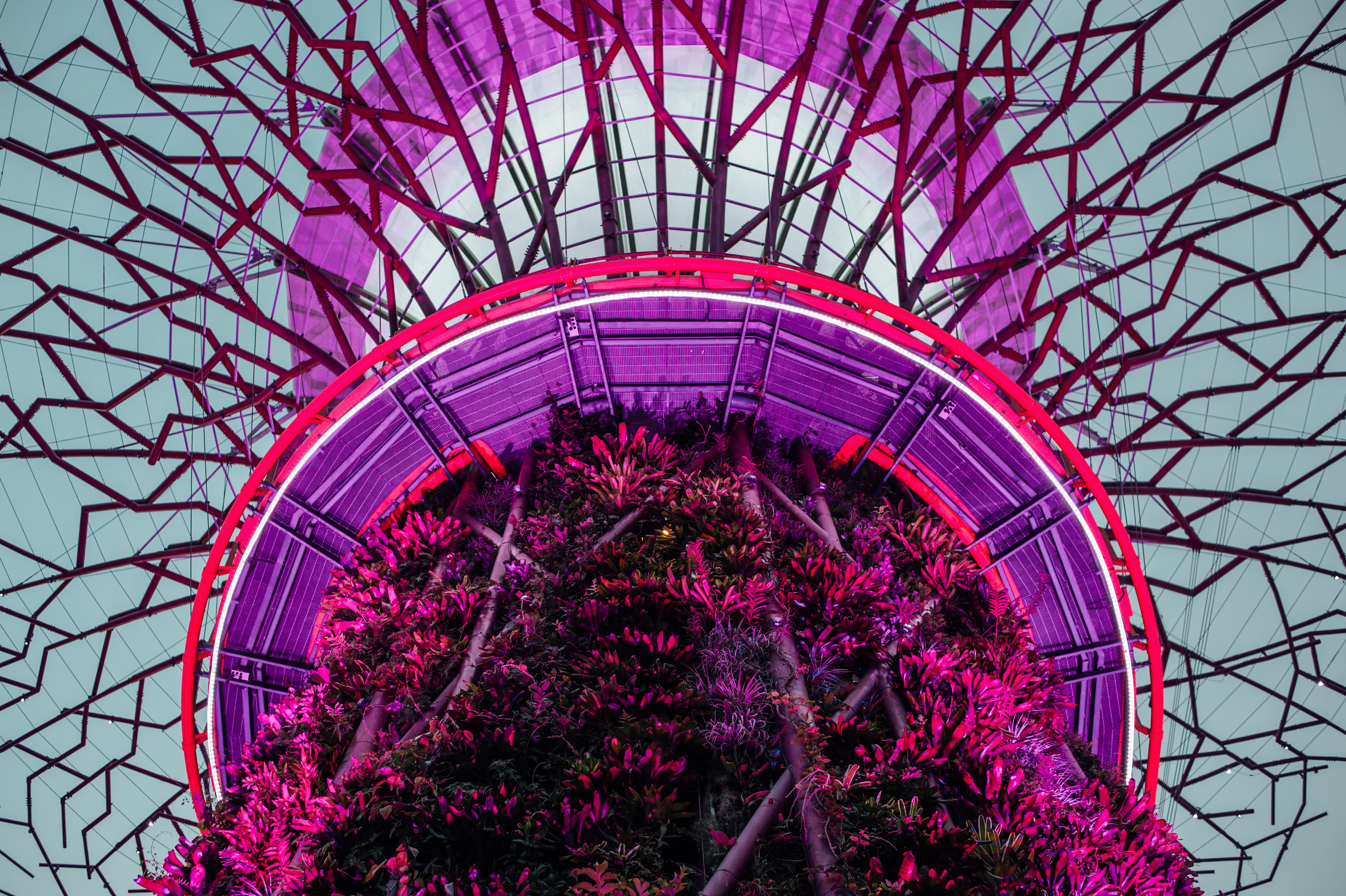 Super Tree Grove illuminated with pink and purple lights HD Wallpaper