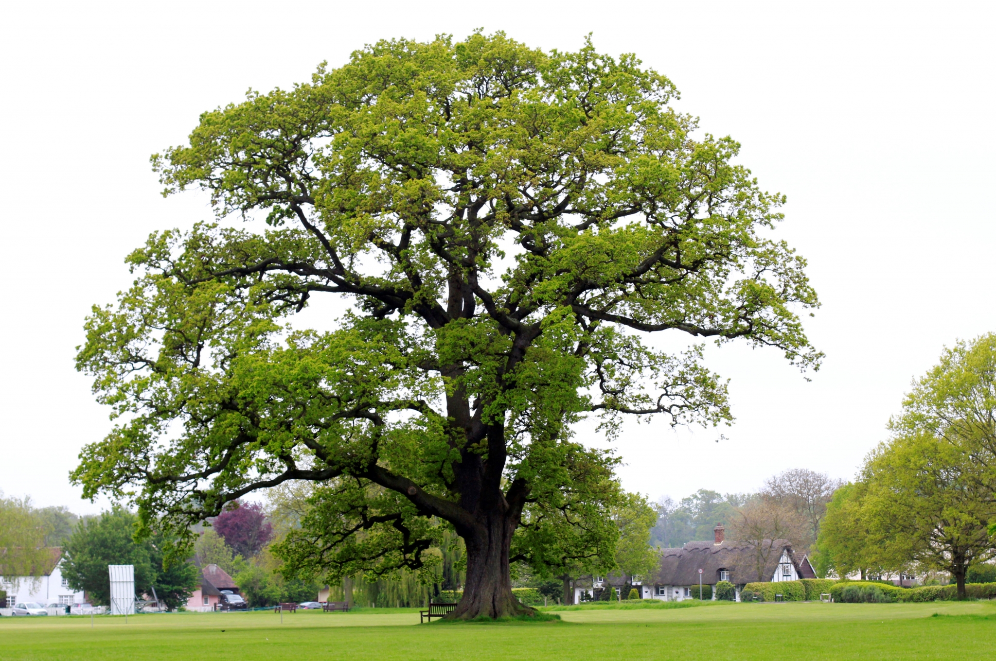 Large oak tree in a green field with houses HD Wallpaper
