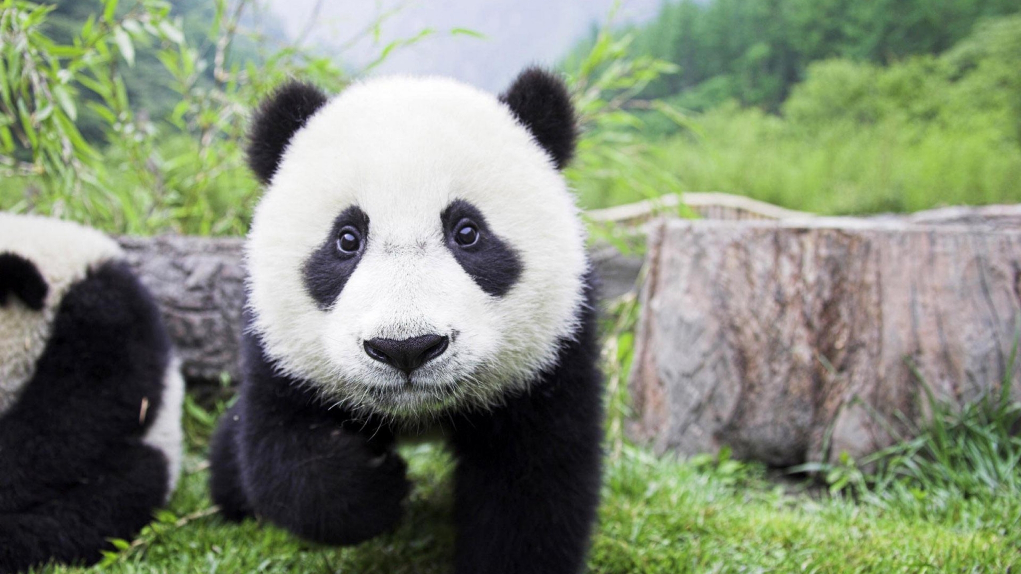 A baby panda walks on grass near another panda HD Wallpaper