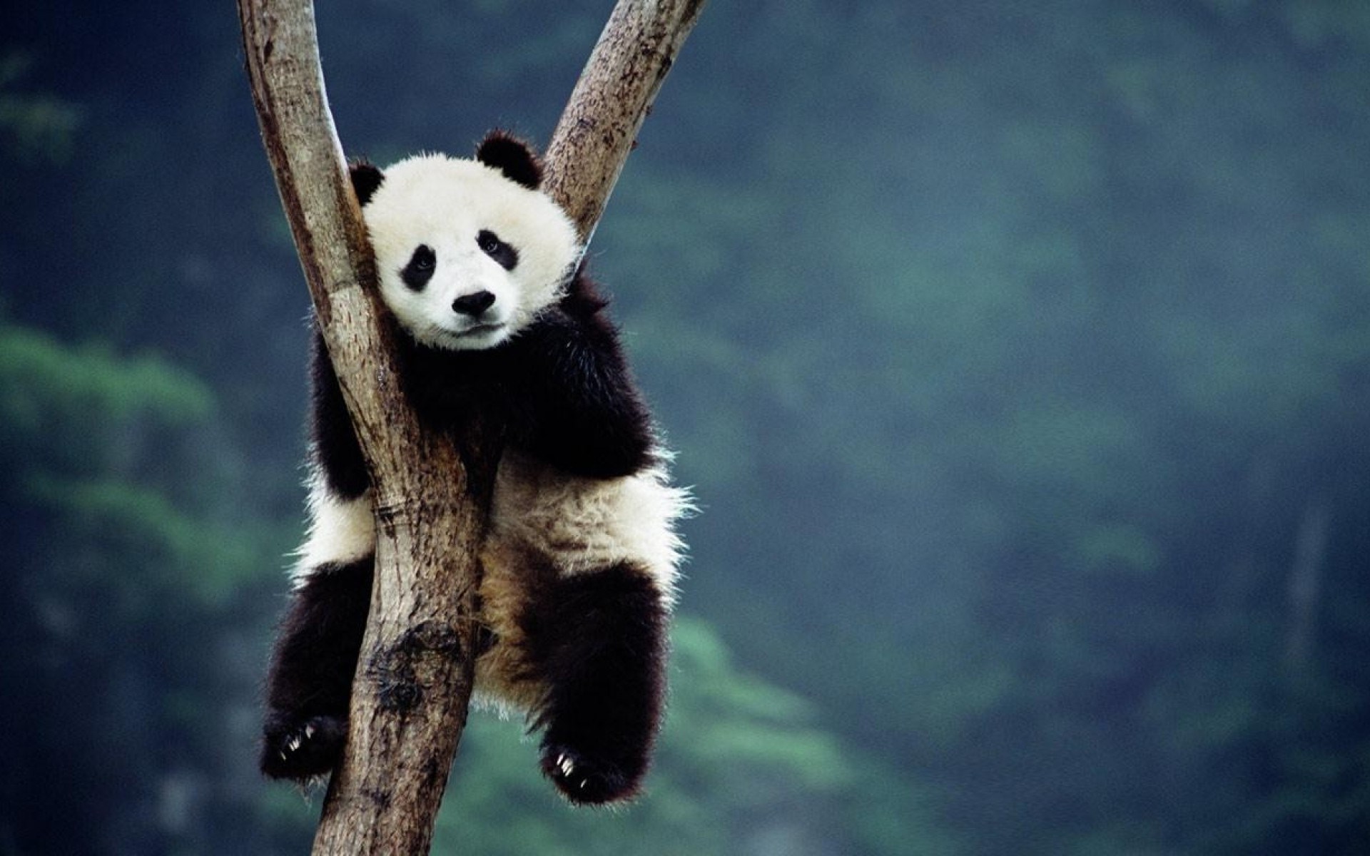 Panda hanging on a tree branch HD Wallpaper