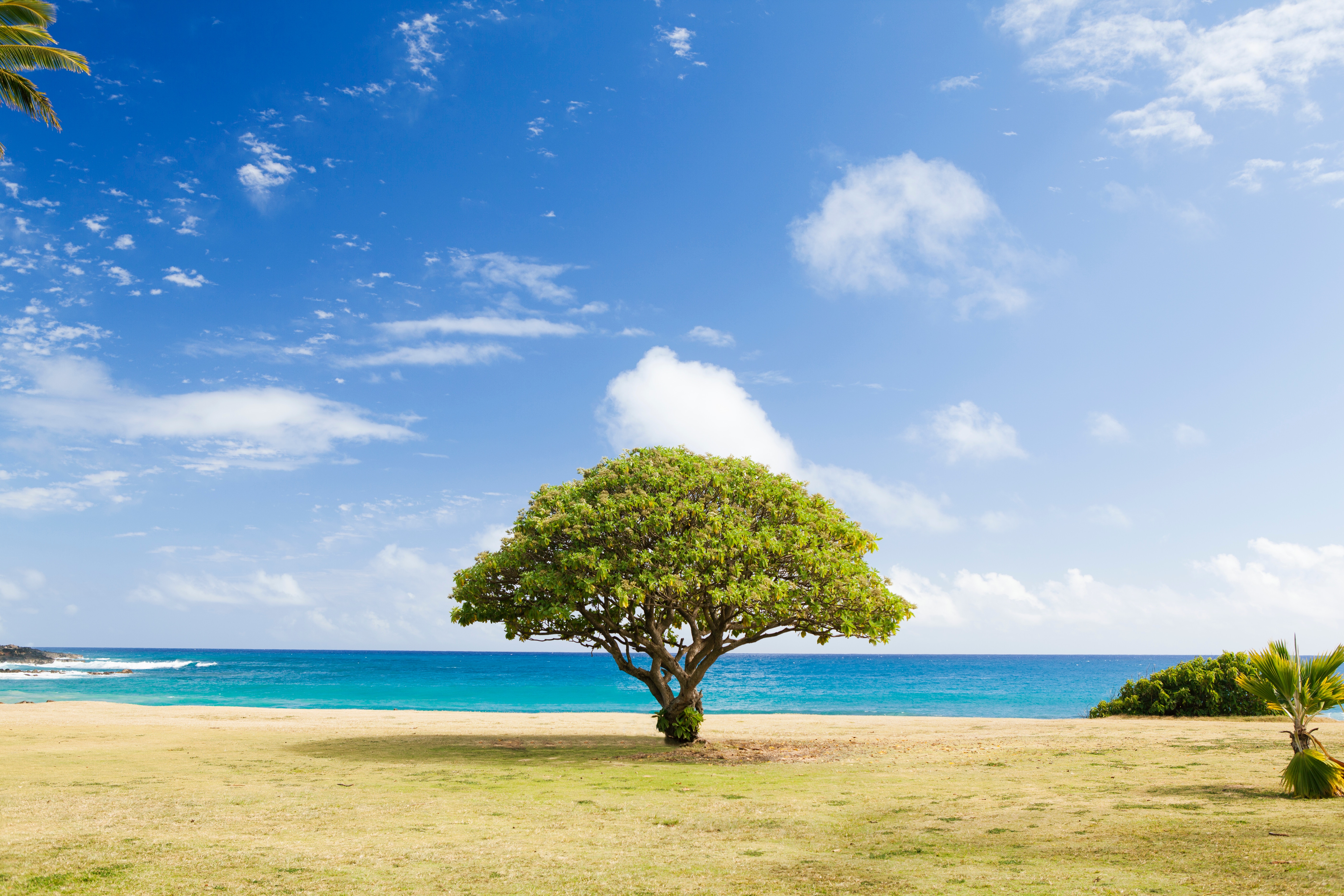 Lone Tree on Lawn by Ocean Horizon HD Wallpaper