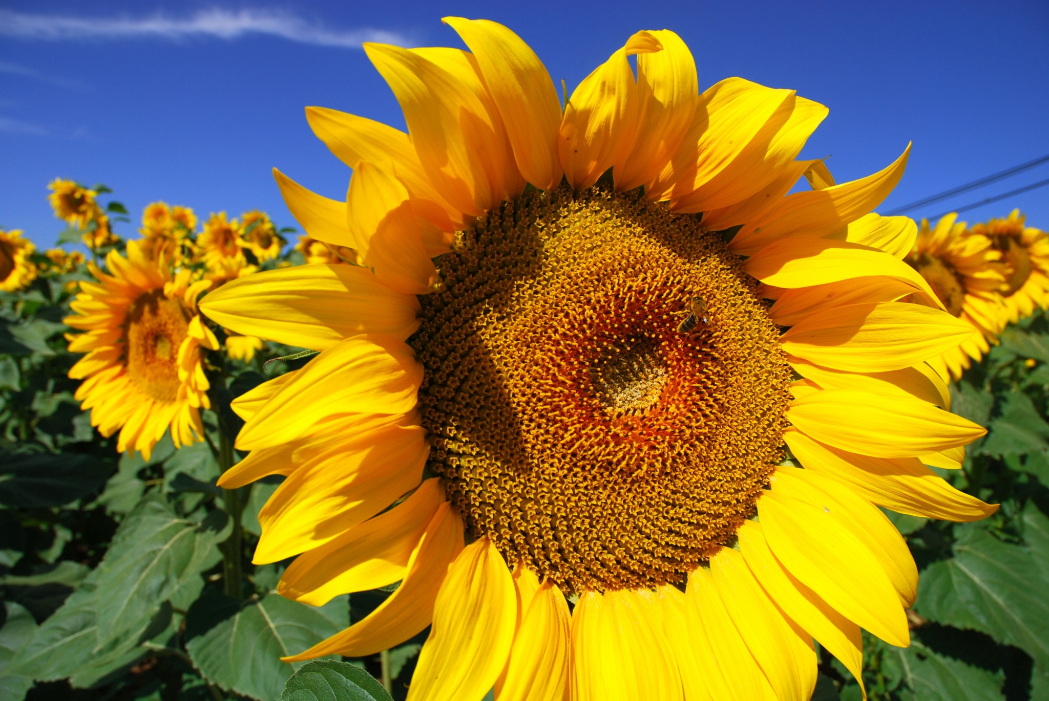 Sunflower field with a bee HD Wallpaper