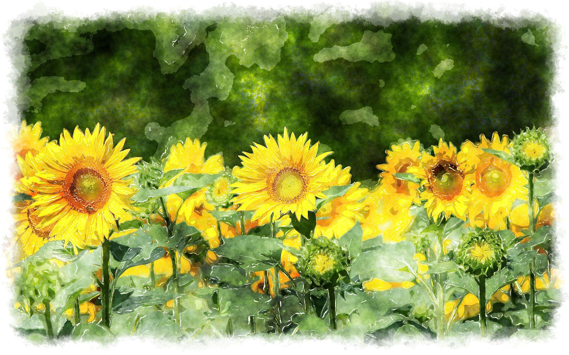 Field of sunflowers with green foliage HD Wallpaper