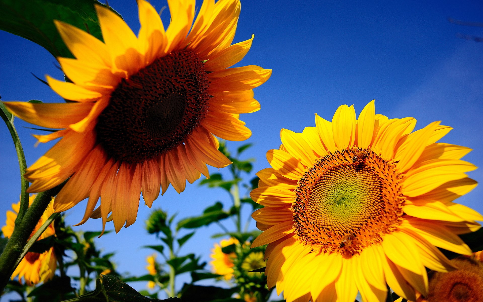 Two sunflowers against a blue sky HD Wallpaper